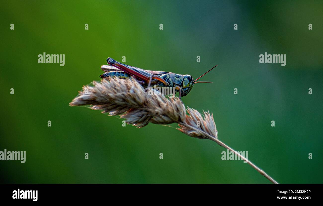A grasshopper sitting on a Creeping wheatgrass (Elytrigia repens) Stock Photo