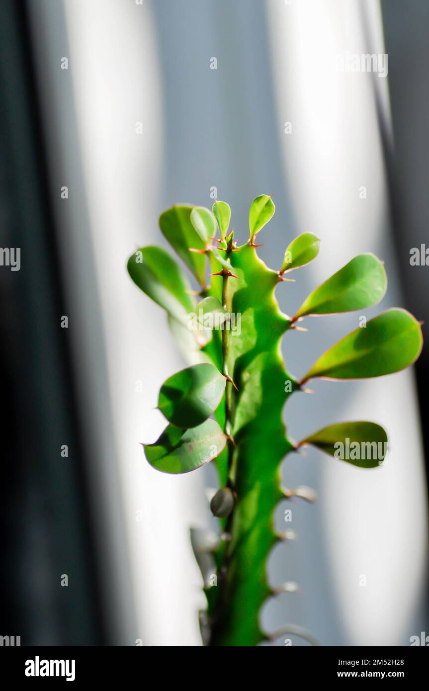 Euphorbia or Euphorbia mayurnathanii  ,Euphorbia lactea or Euphorbia lacei Craib plant Stock Photo