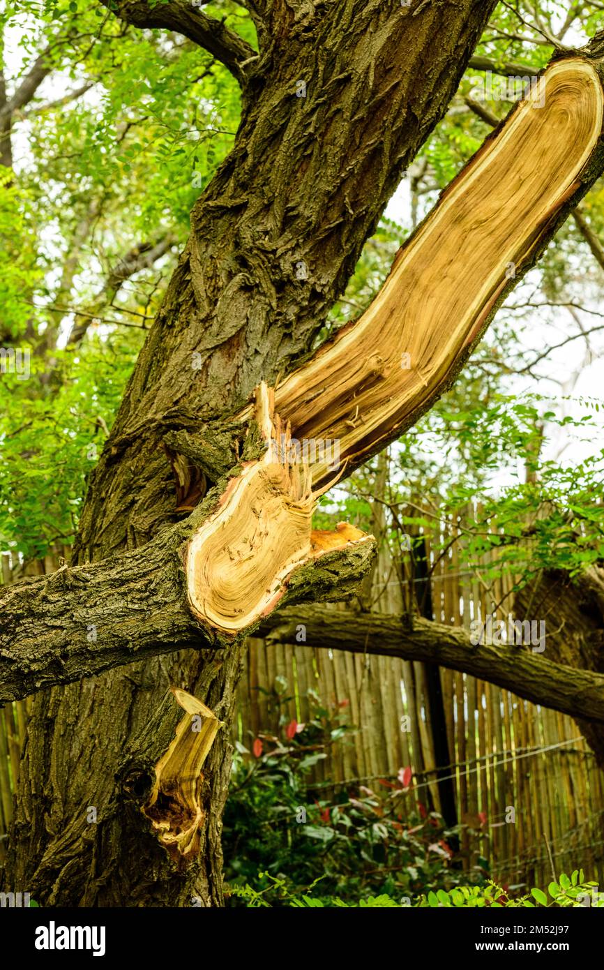 Gale force Wind tore branch from tree Stock Photo