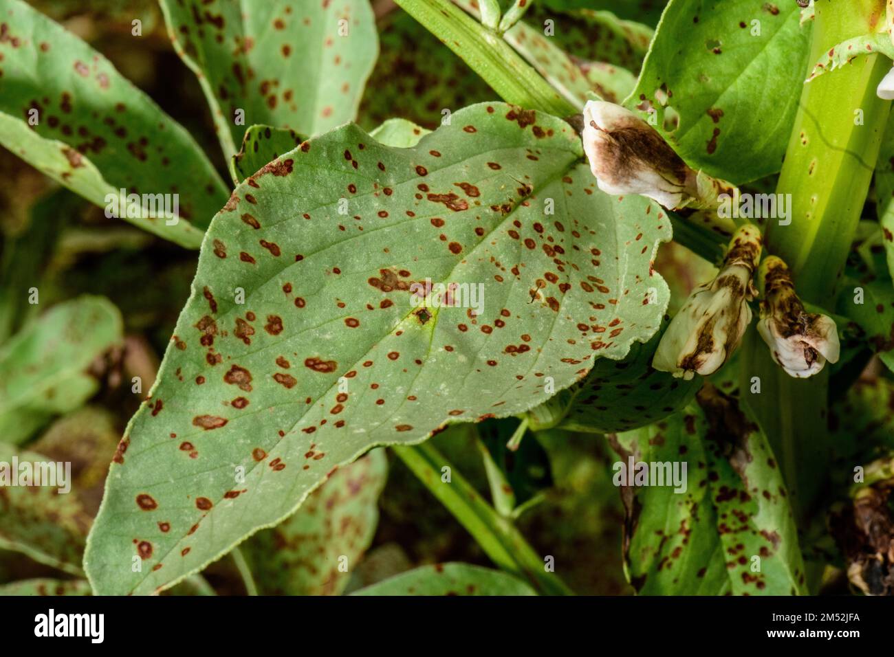 Chocolate Spot Fungus on Broad Bean crop in the vegatable garden Stock