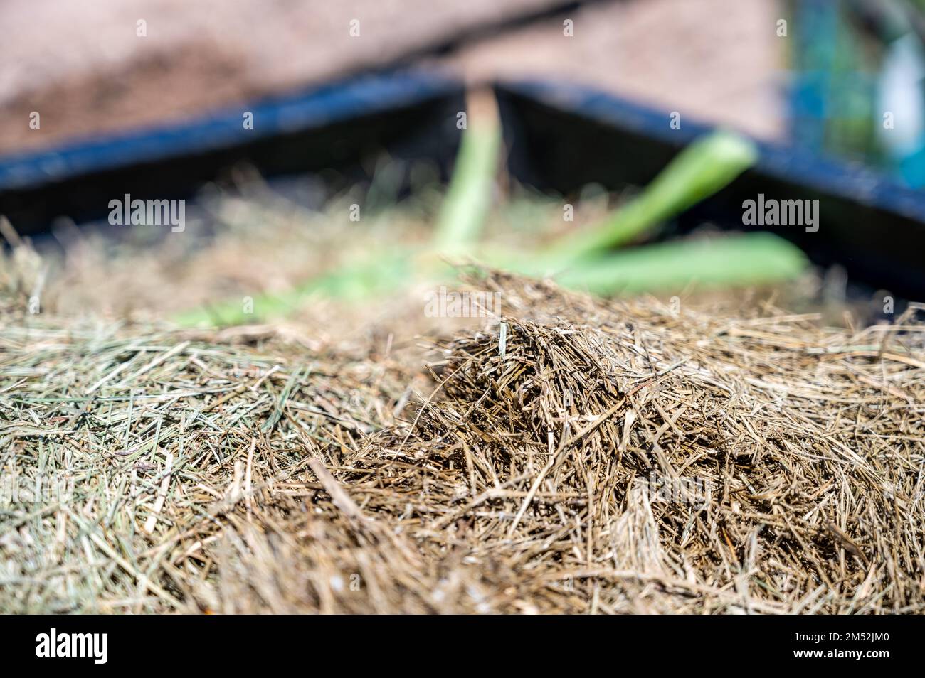 Grass clipping for mulch and compost in pile with blurred garden in