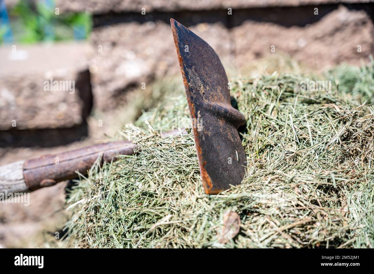 Garden hoe resting on top of compost pile with grass clipping mulch