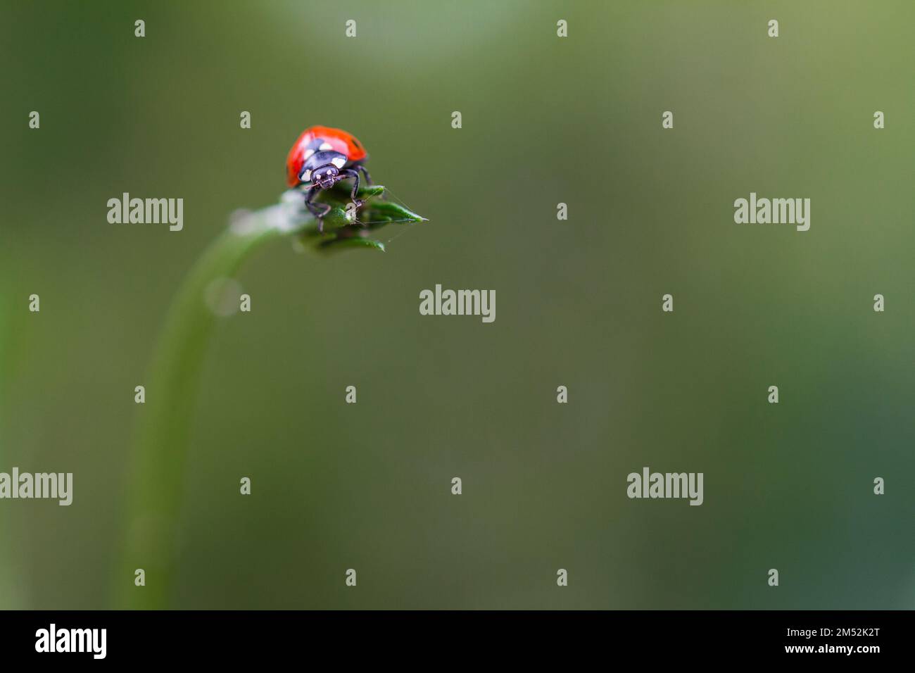 A close up of a Seven-spot ladybird (Coccinella septempunctata)  on a flower bud, blurred background Stock Photo