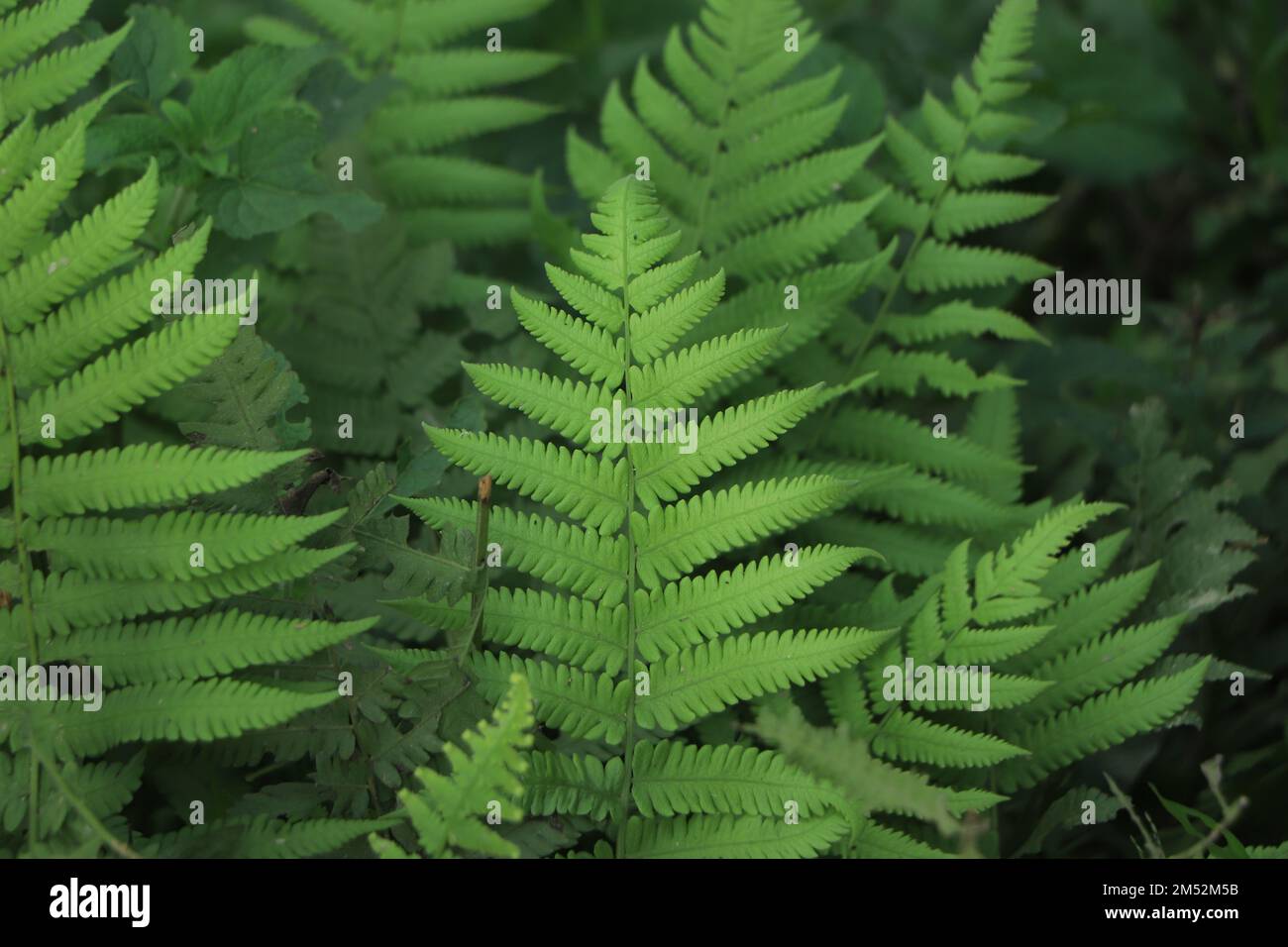 Variety of green fern leaves Stock Photo