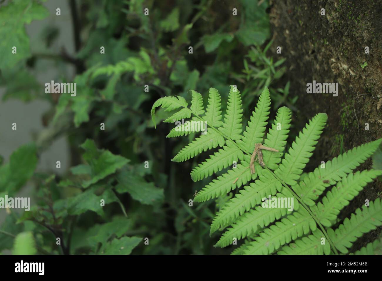 Fern leaf with water drops close-up Stock Photo