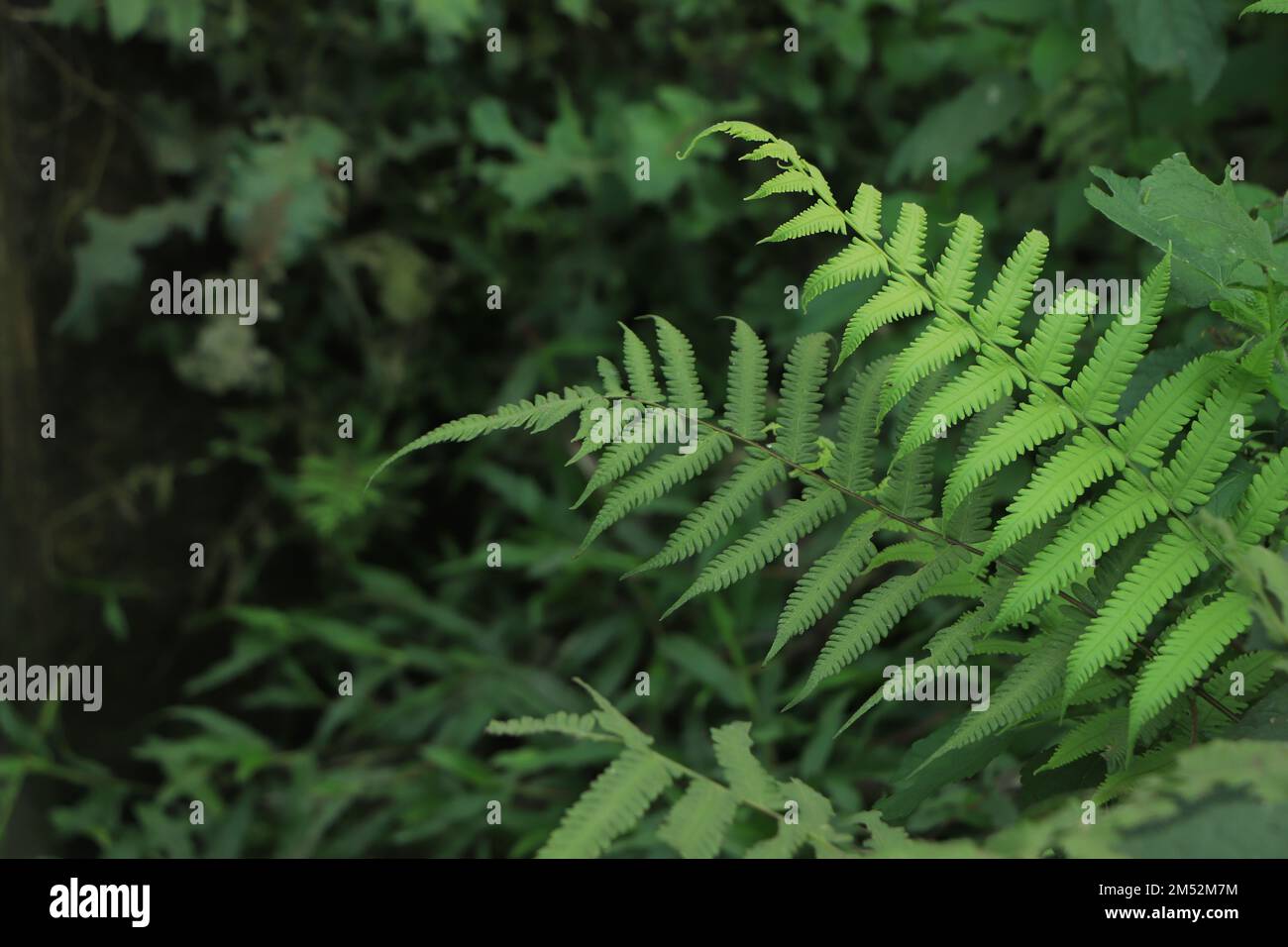 Ladder fern plant species hi-res stock photography and images - Alamy