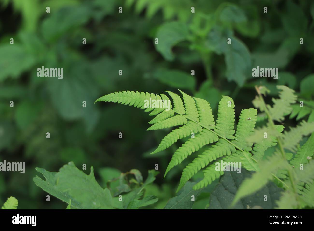 Ferns in the forest, Bali. Beautiful ferns leaves green foliage. Stock Photo