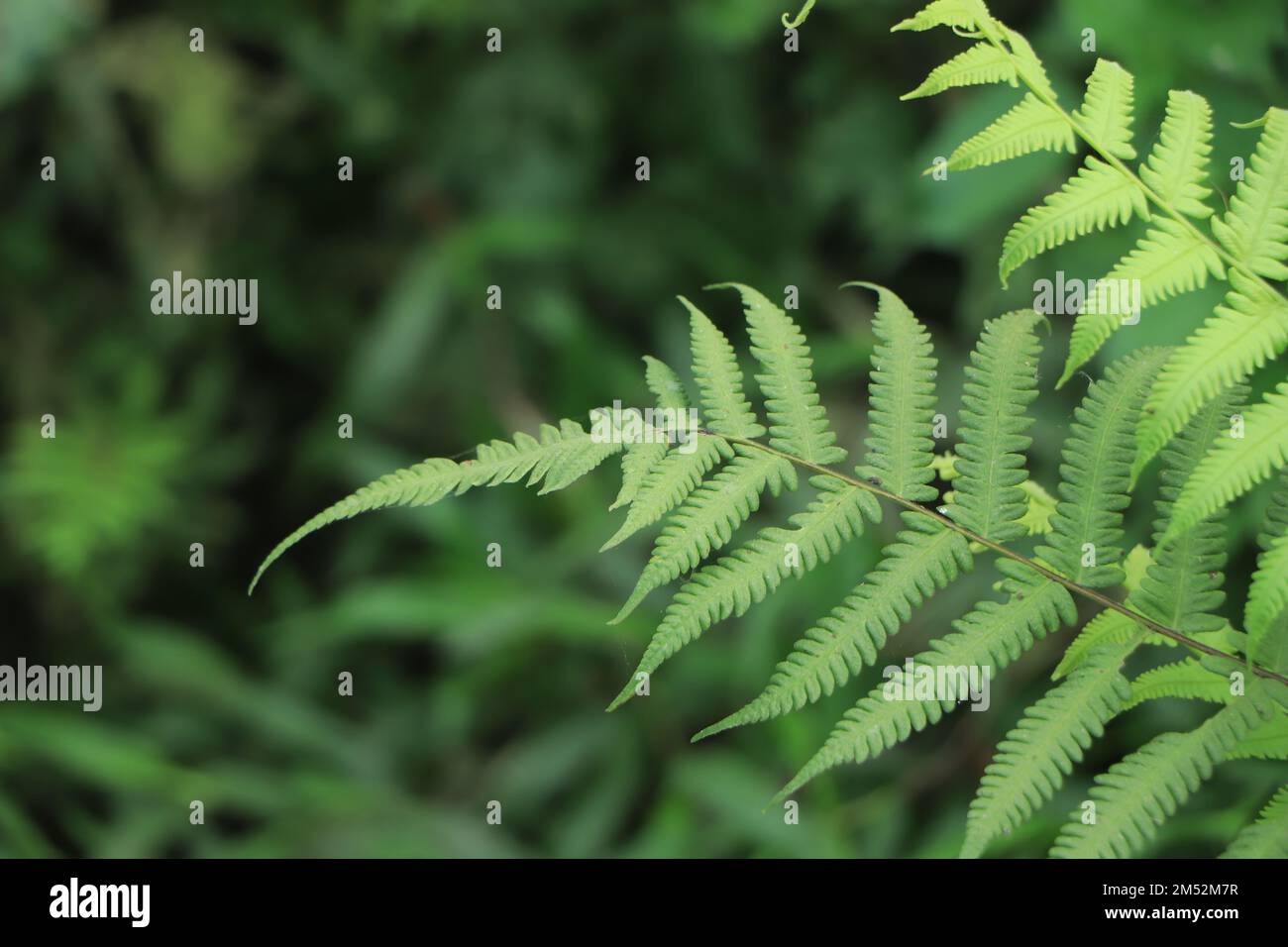 Ferns in the forest, Bali. Beautiful ferns leaves green foliage. Stock Photo