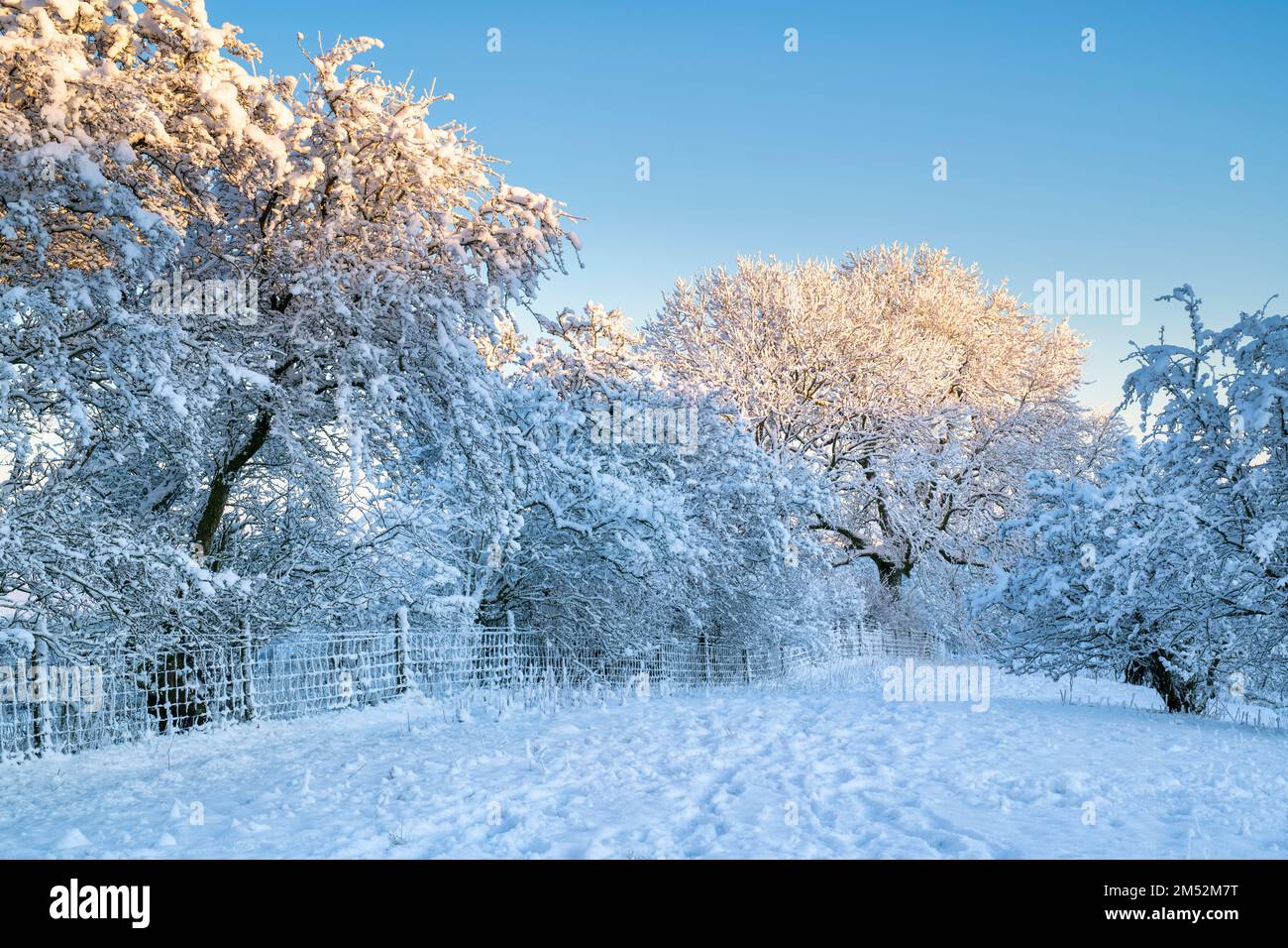 Trees in the snow on Broadway Hill along the cotswold way. Broadway, Cotswolds, Worcestershire, England Stock Photo