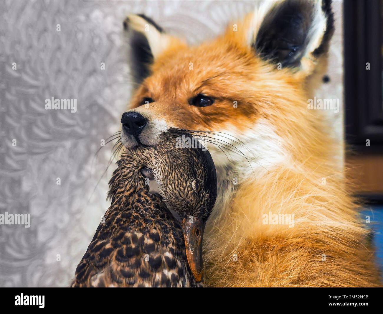 Red fox holds duck by neck in its mouth. Predator caught prey. Stuffed animal. Natural selection.. Stock Photo