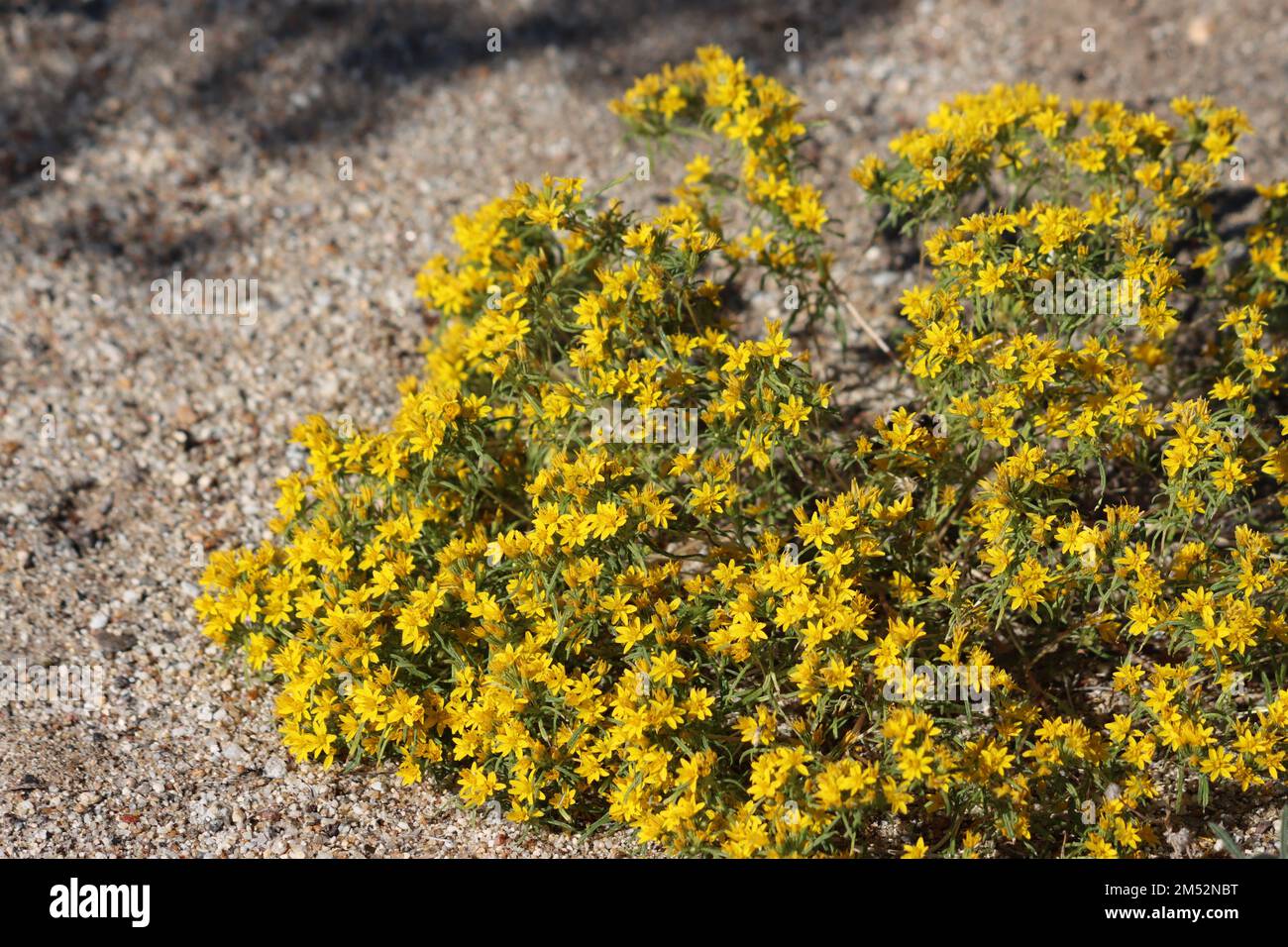 Yellow flowering racemose radiate head inflorescences of Pectis Papposa Variety Papposa, Asteraceae, native herb in the Borrego Valley Desert, Autumn. Stock Photo