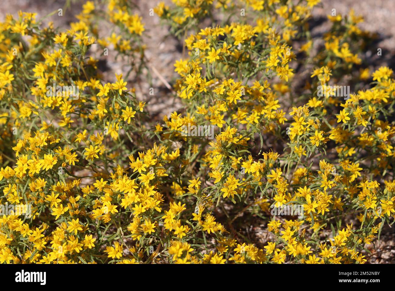 Yellow flowering racemose radiate head inflorescences of Pectis Papposa Variety Papposa, Asteraceae, native herb in the Borrego Valley Desert, Autumn. Stock Photo