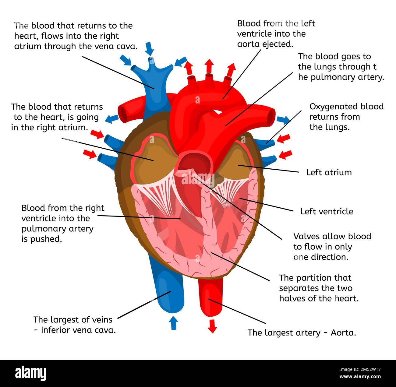 Heart of body in terms of animation structure isolated on a white