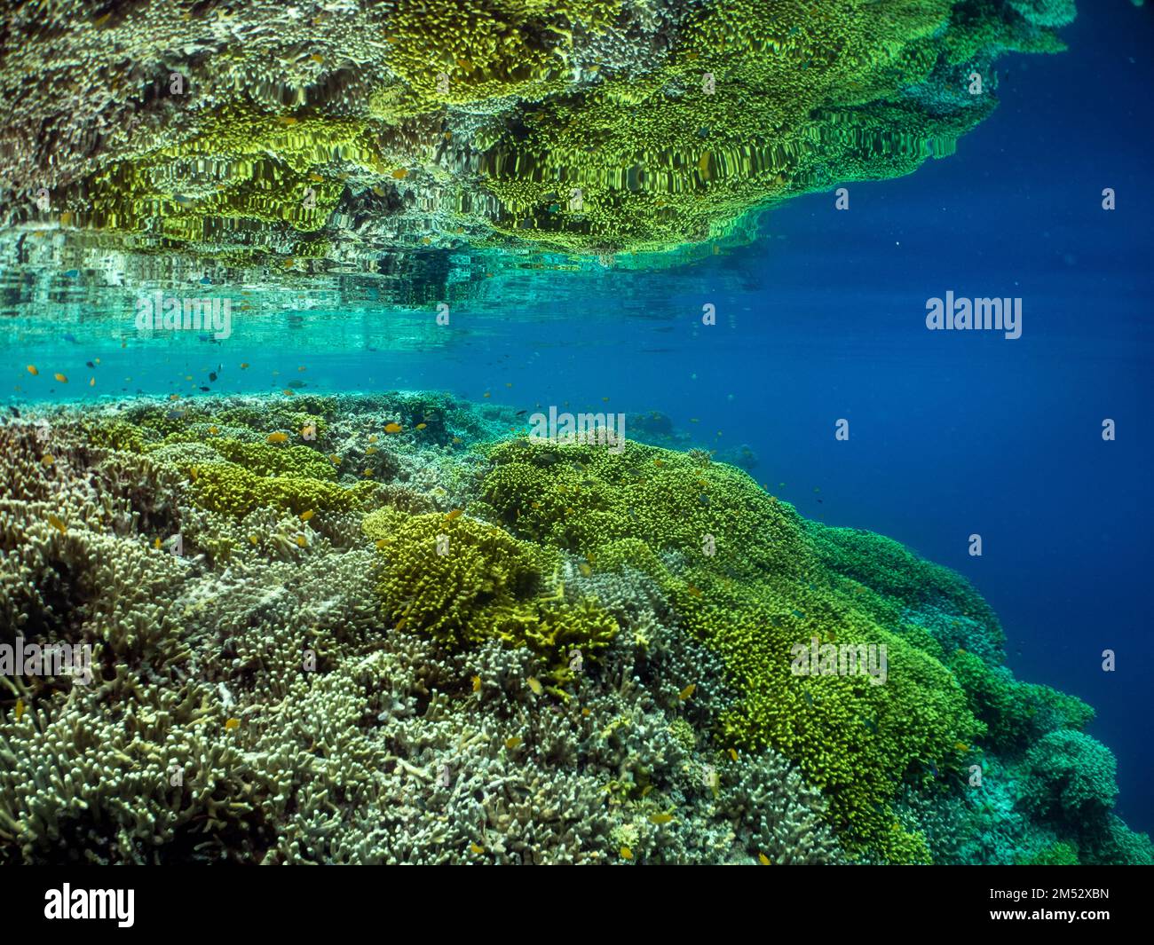 Amazing hard corals and fish in the shallows of Menjangan Island, Bali