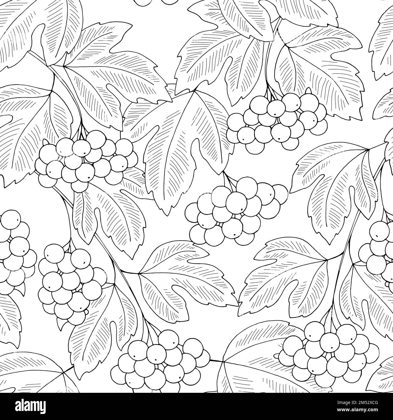 Viburnum plant berry seamless pattern background graphic black white sketch illustration vector Stock Vector