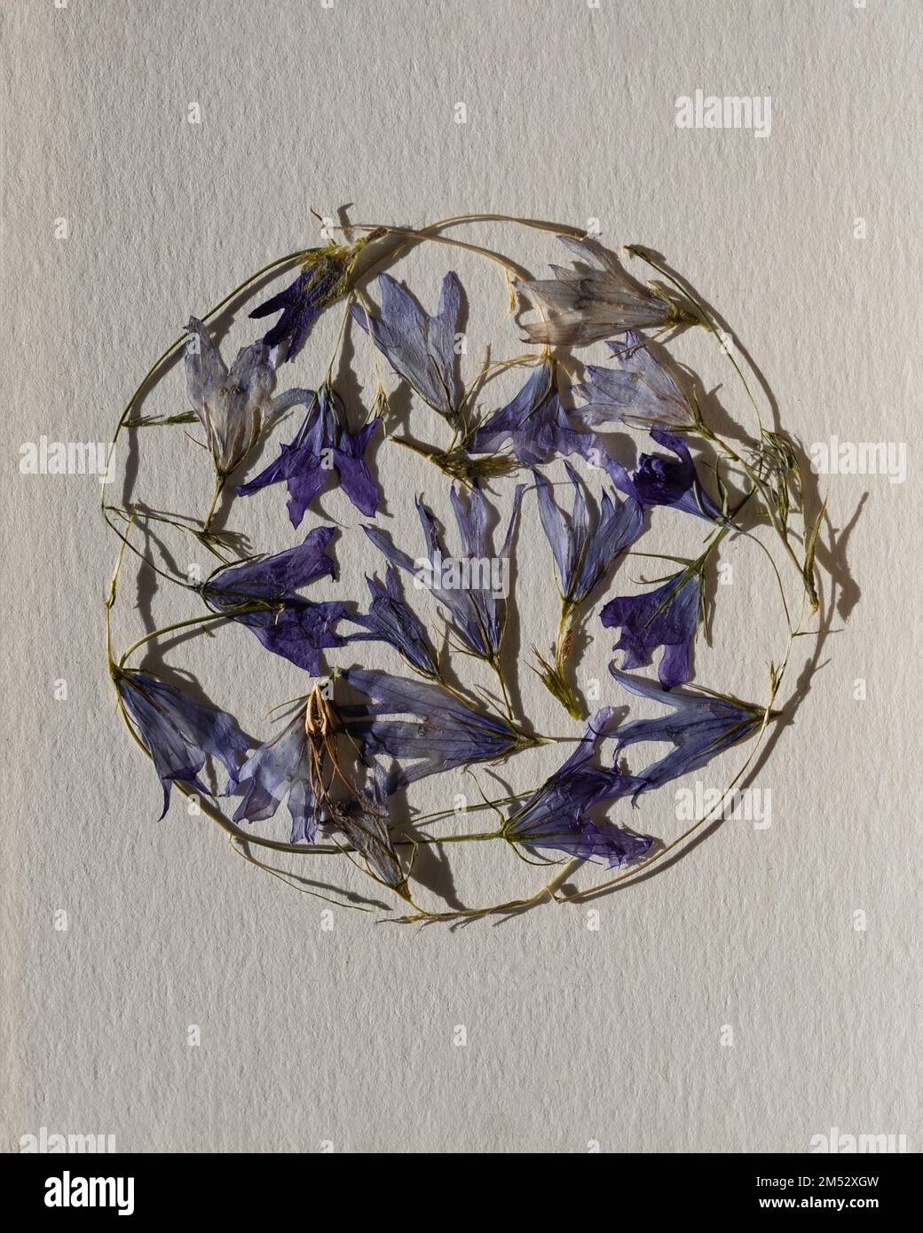 Composition from purple dried pressed flowers shape of circle on ...