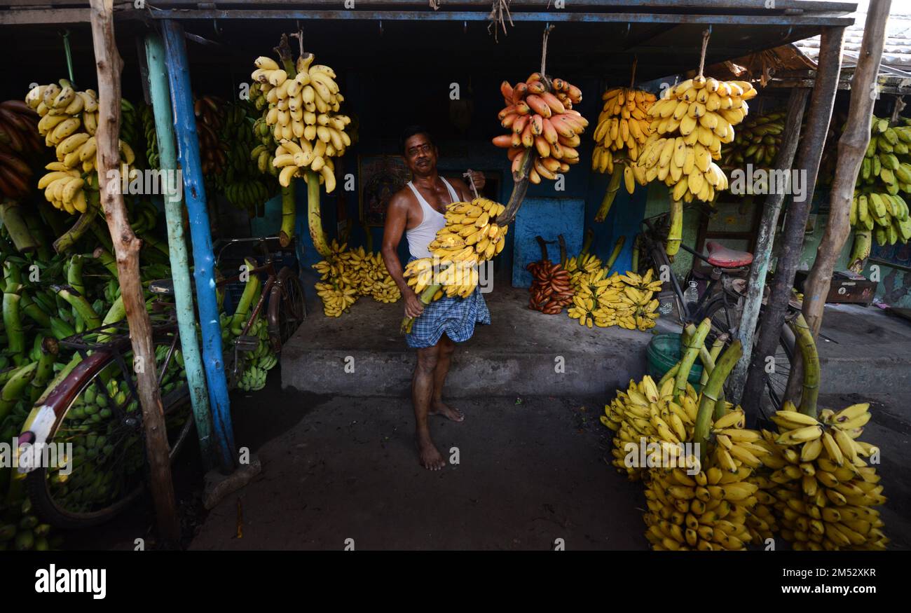 Colorful bananas sold at the Banana market in Madurai, India. Stock Photo