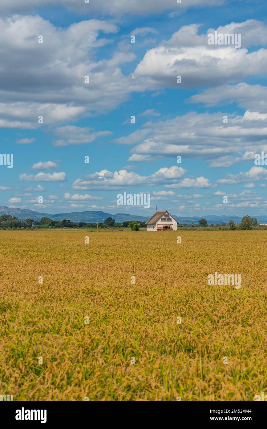 Rice paddy field europe hi-res stock photography and images - Alamy