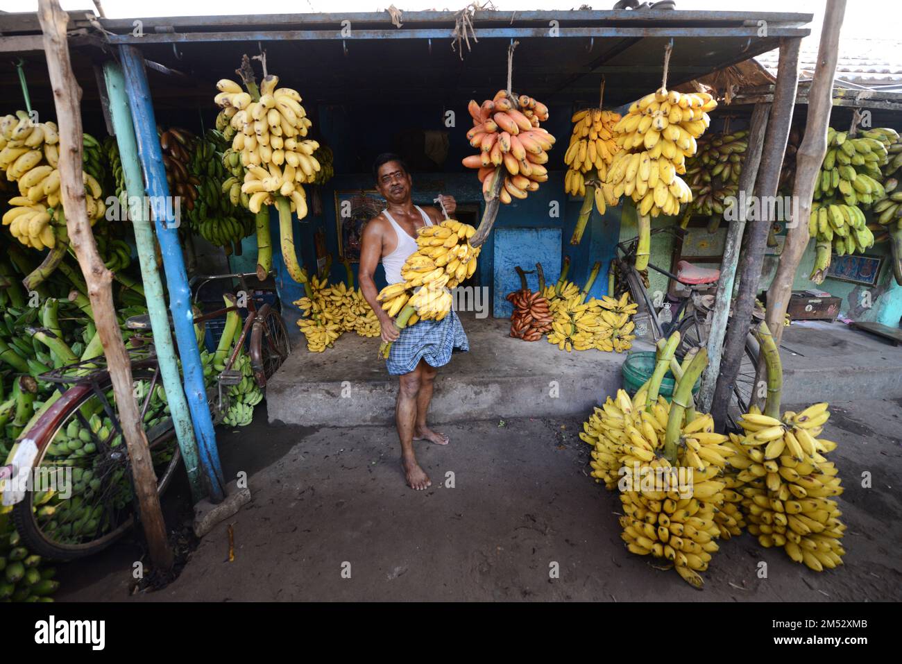 Colorful bananas sold at the Banana market in Madurai, India Stock