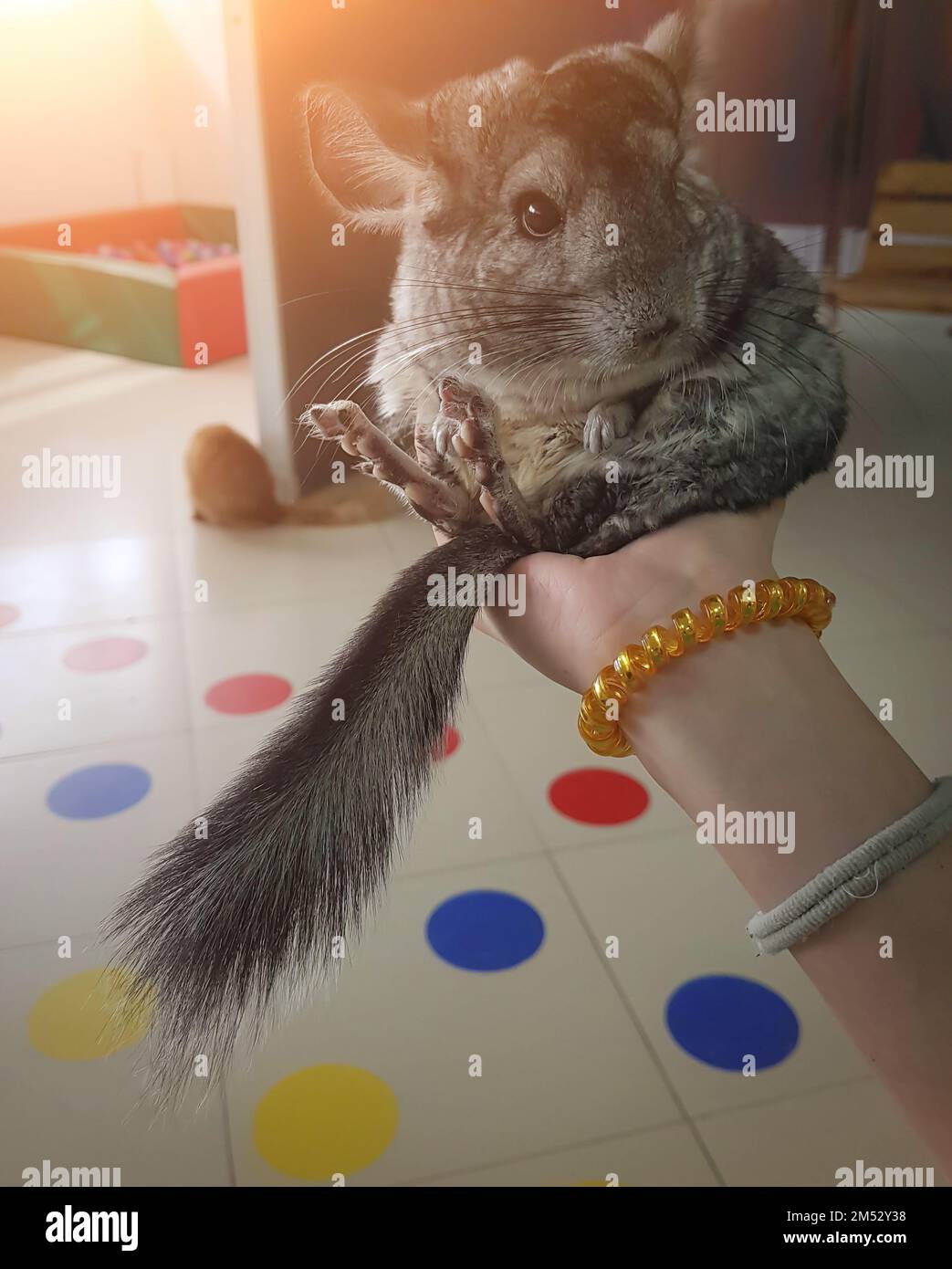 gorgeous chinchilla in the hands of a teenager Stock Photo