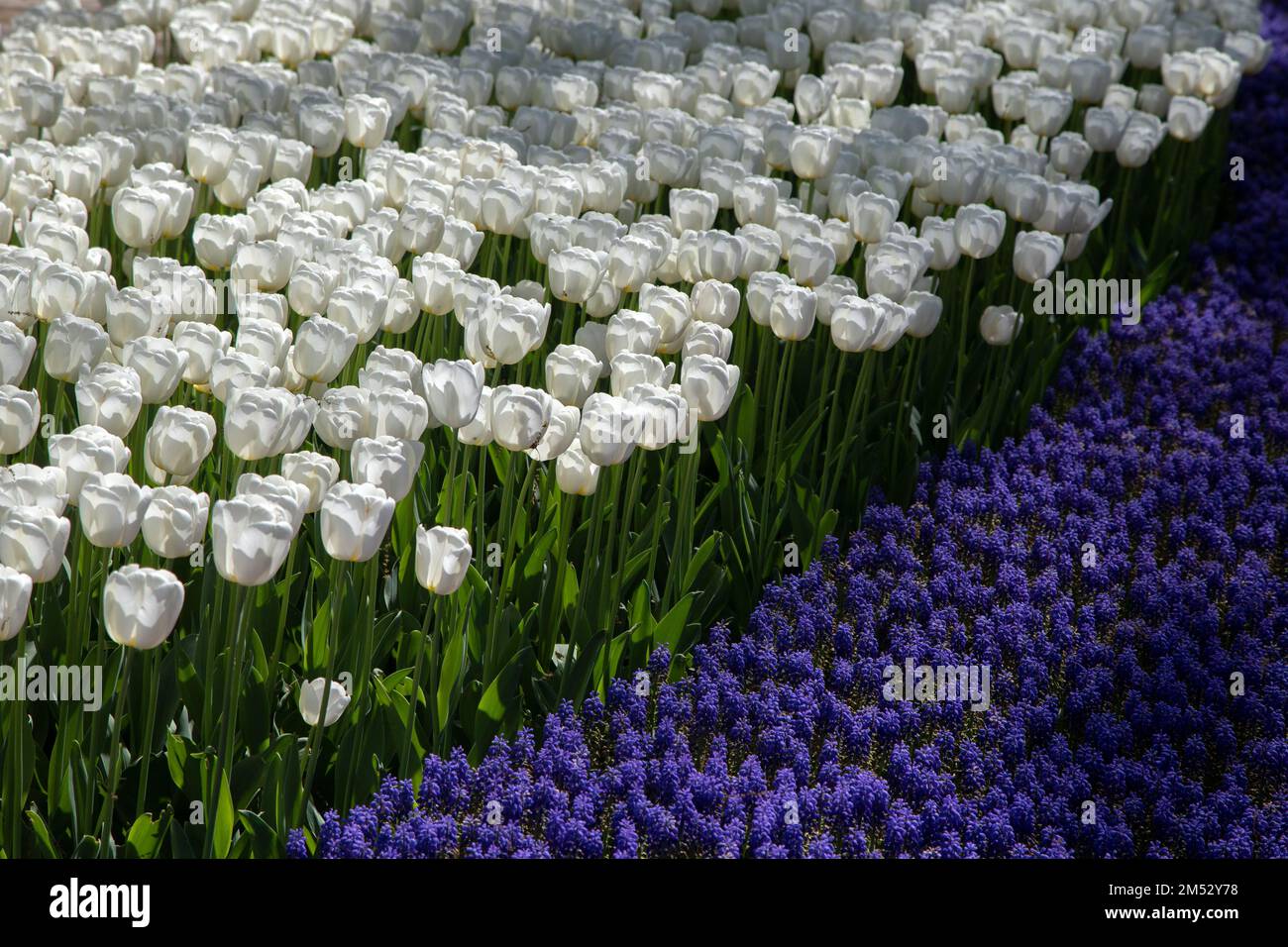 White  tulip flowers with purple hyacinth flowers Stock Photo
