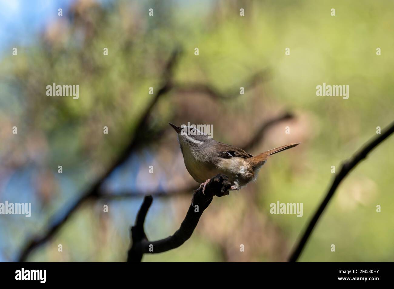 A close-up of a white-browed scrubwren (Sericornis frontalis) passerine bird perched on the tree Stock Photo