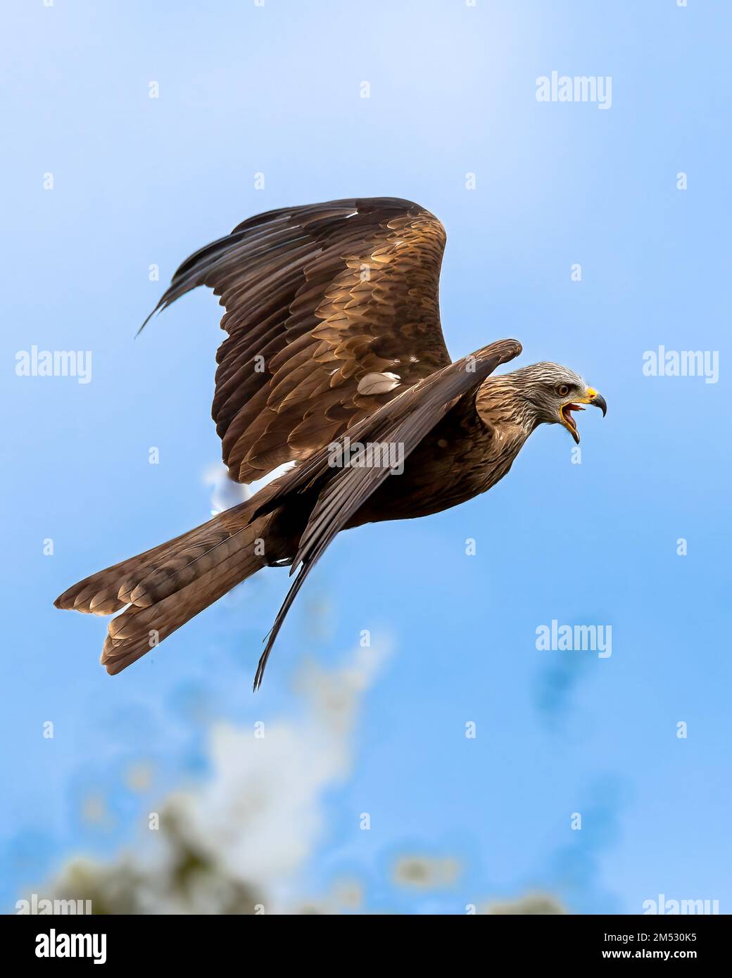 A vertical close-up of a black kite (Milvus migrans) flying against a ...