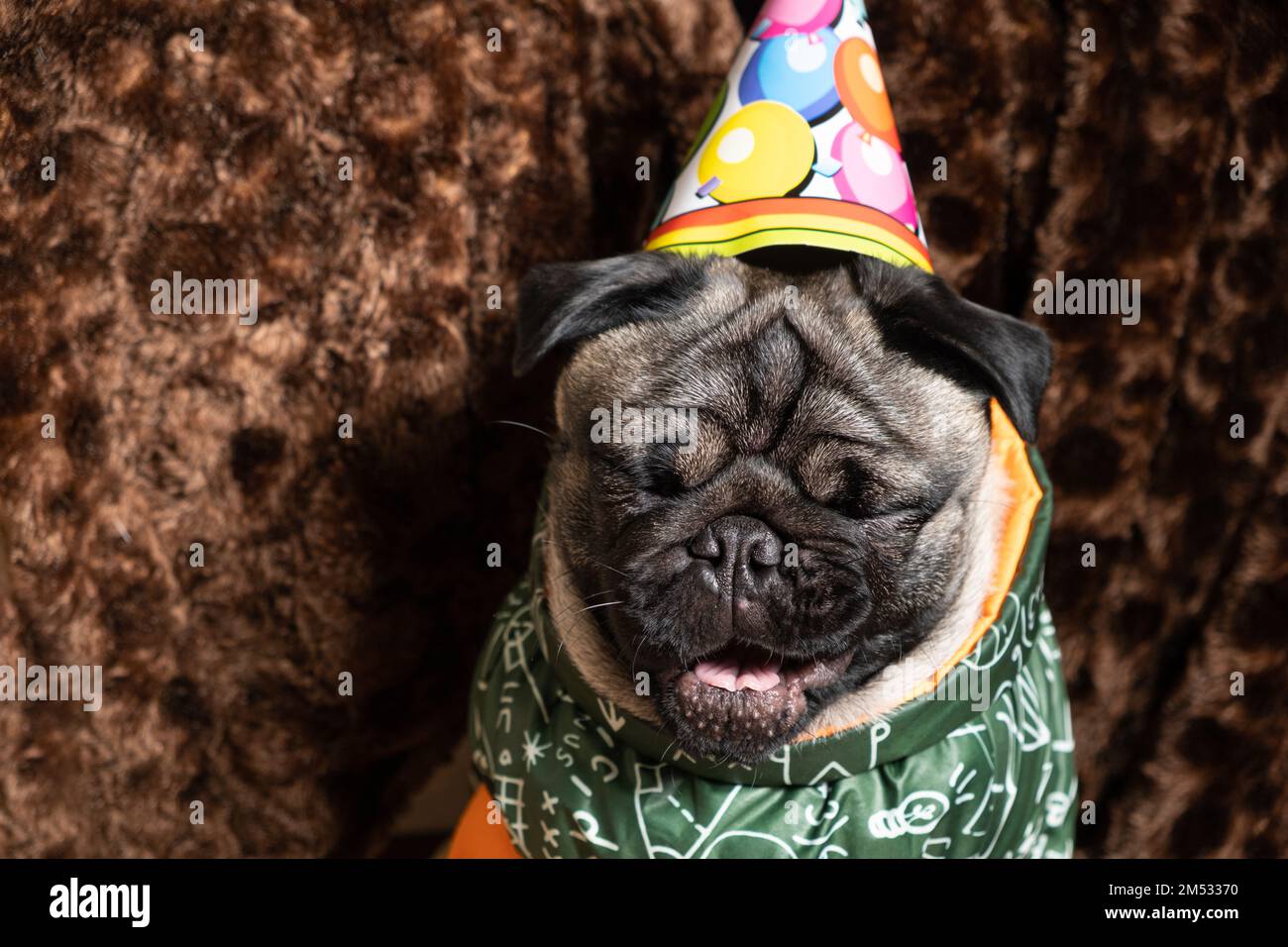 A funny pug laughs, celebrating a birthday, a festive cap on his head, place for text. Stock Photo