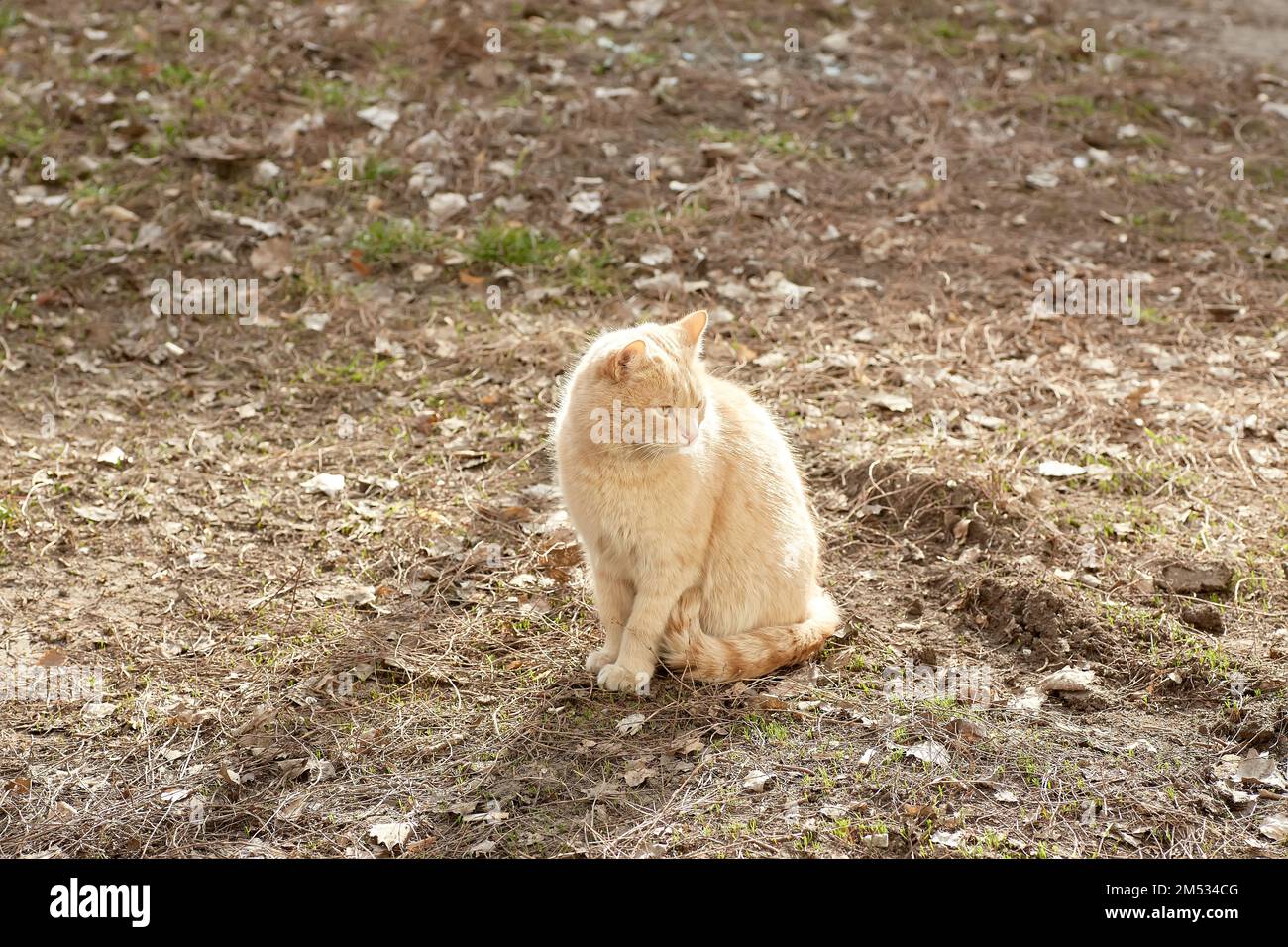 Red street cat. A beautiful fluffy cat is sitting on the street Stock ...