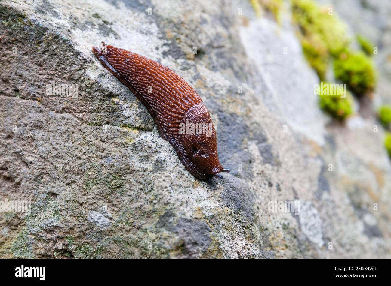 black slug, Arion ater, going down a wall, Olot, Catalonia, Spain Stock Photo