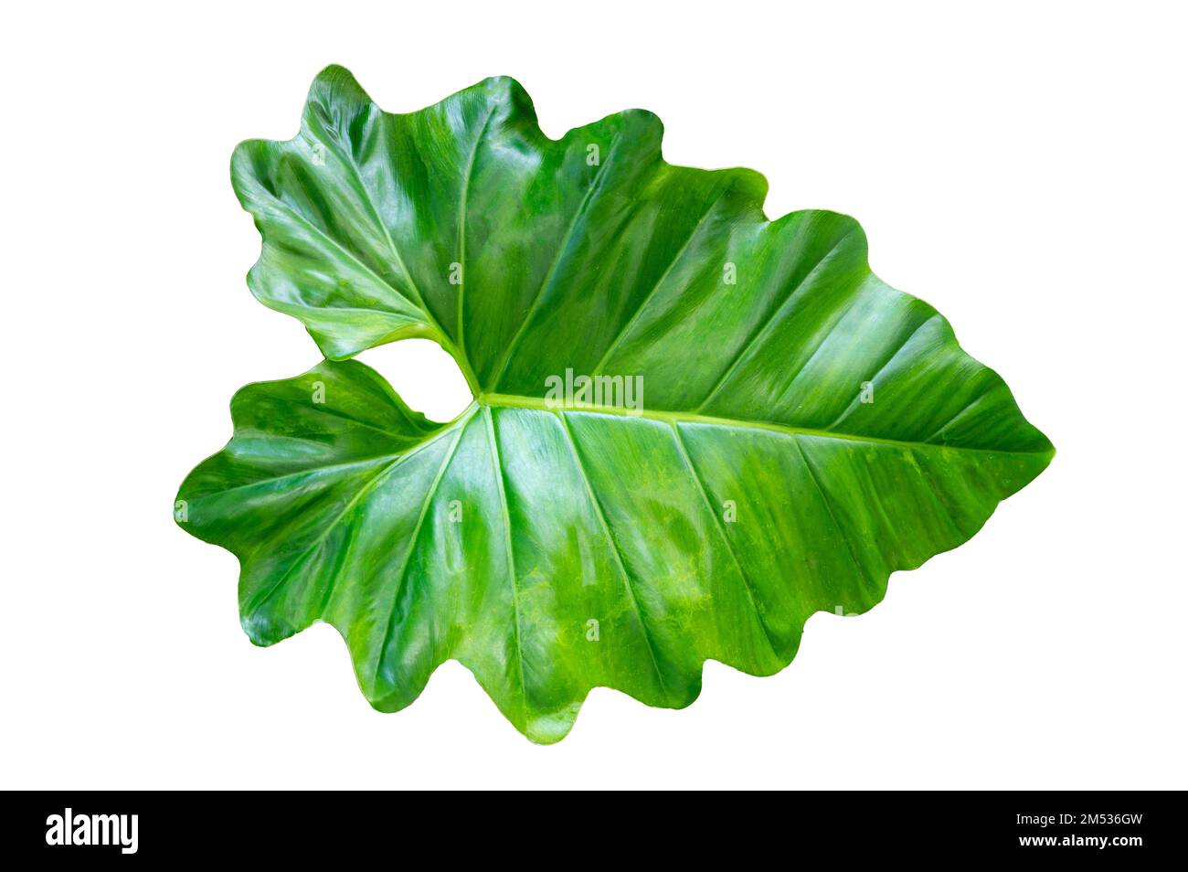 Philodendron Golden Dragon plant on white background, isolate Stock Photo