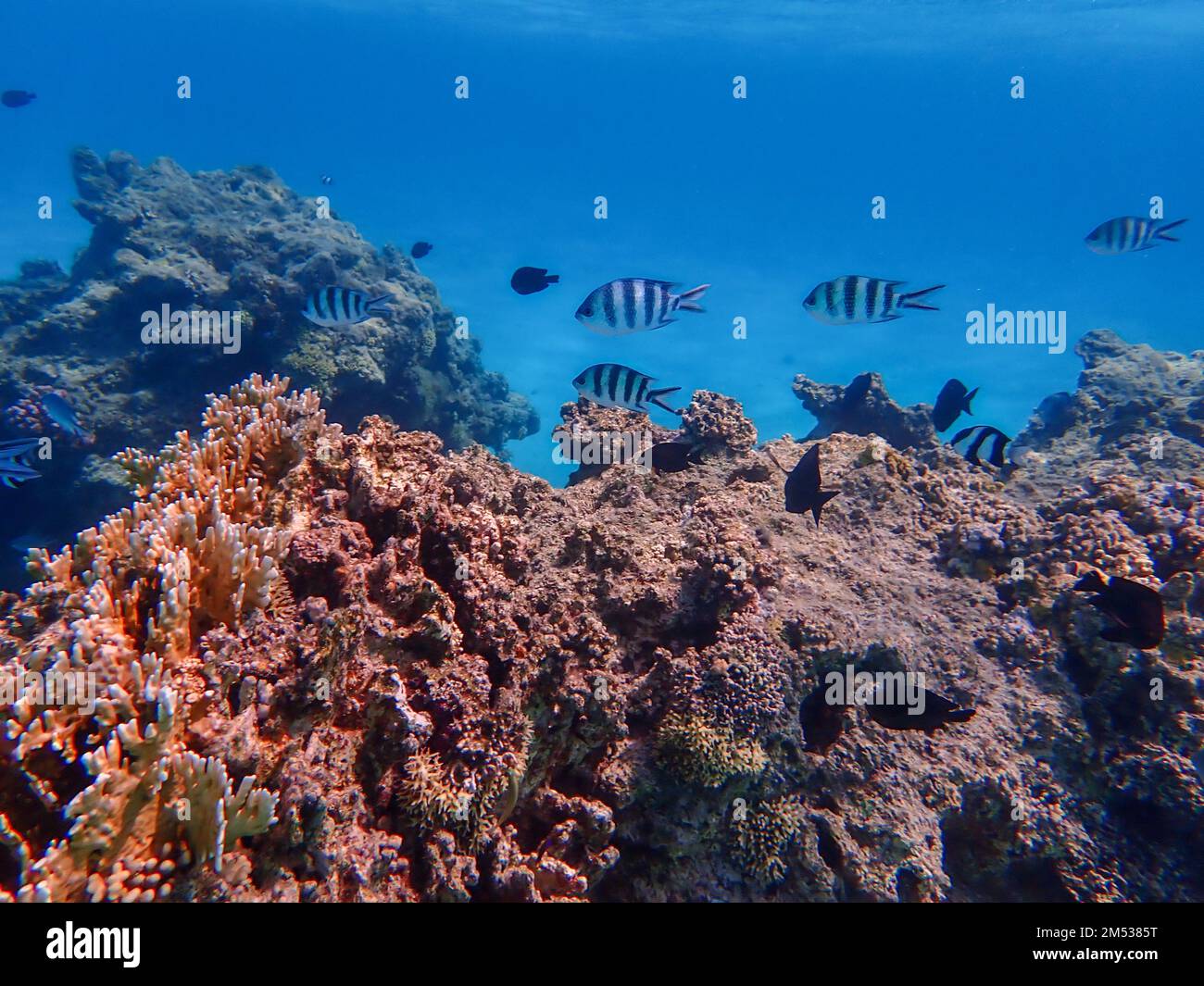 Fish in coral reef Stock Photo