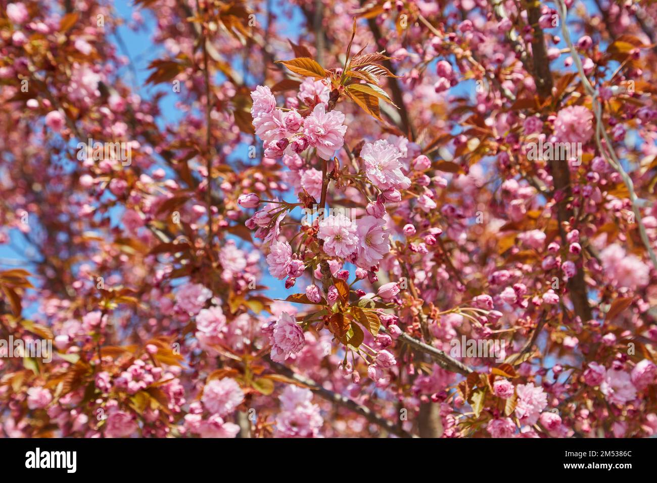 Beautiful cherry blossom sakura in spring time over blue sky Stock ...