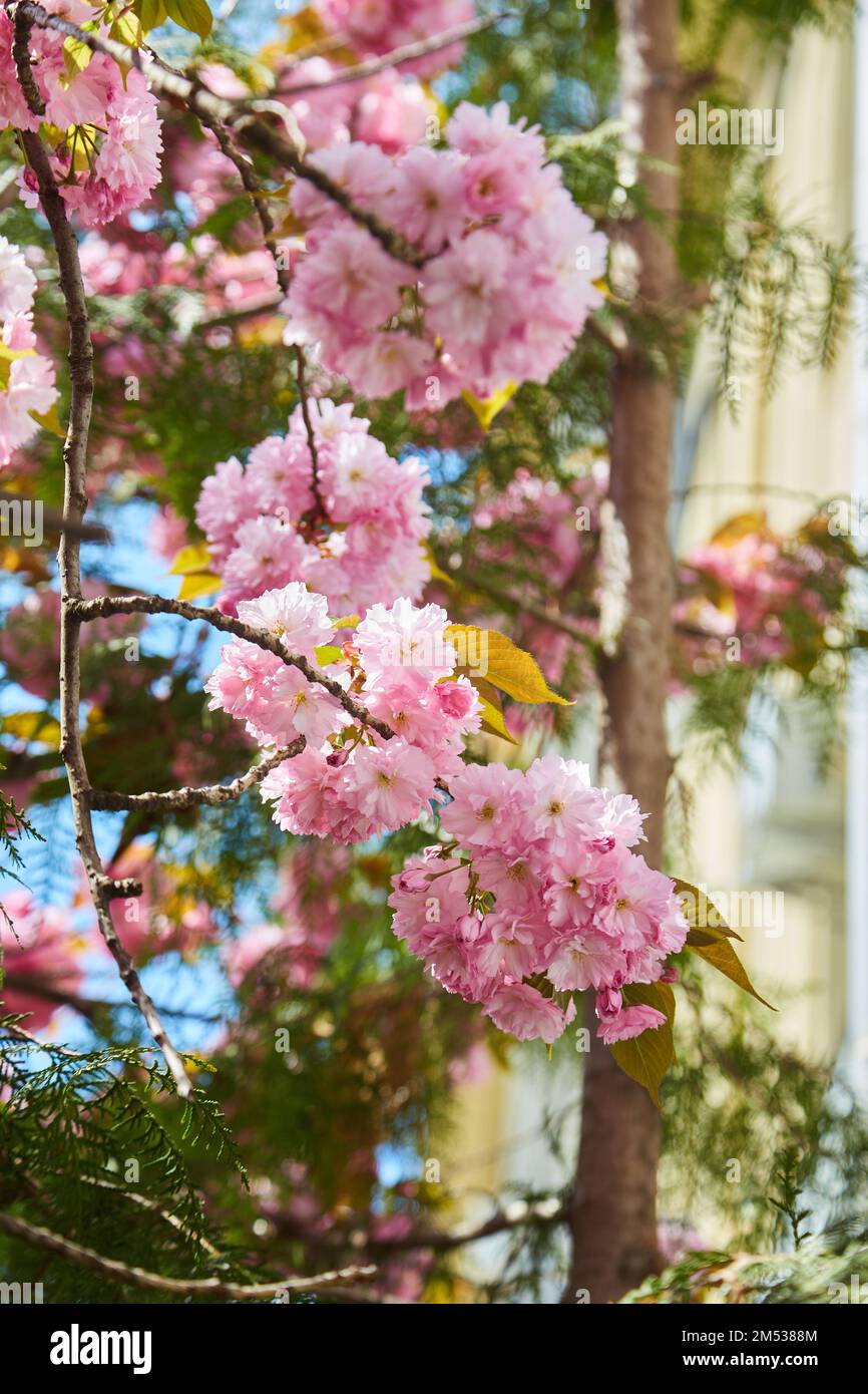 Beautiful cherry blossom sakura in spring time over blue sky Stock ...