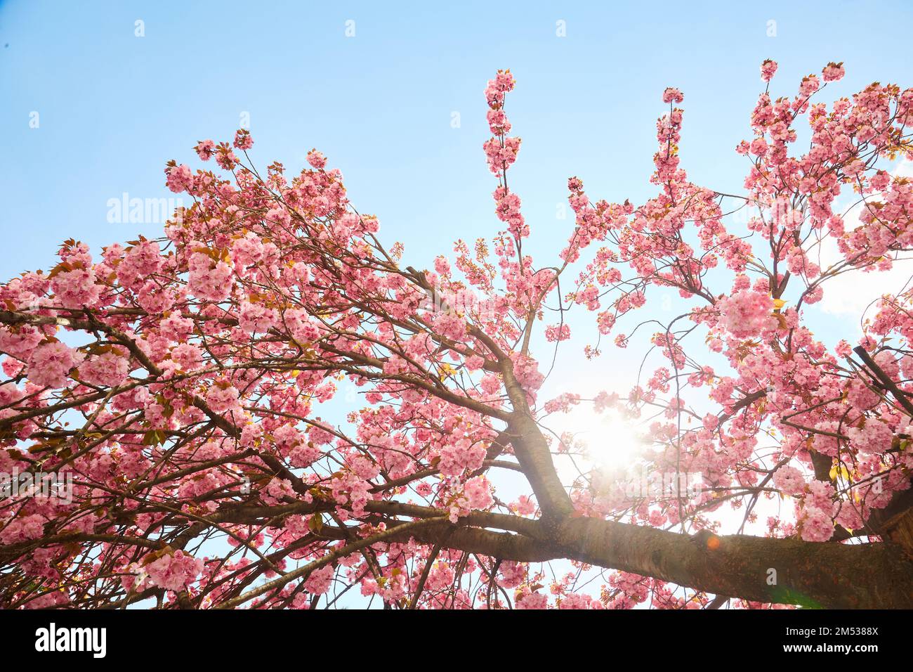 Beautiful cherry blossom sakura in spring time over blue sky Stock ...