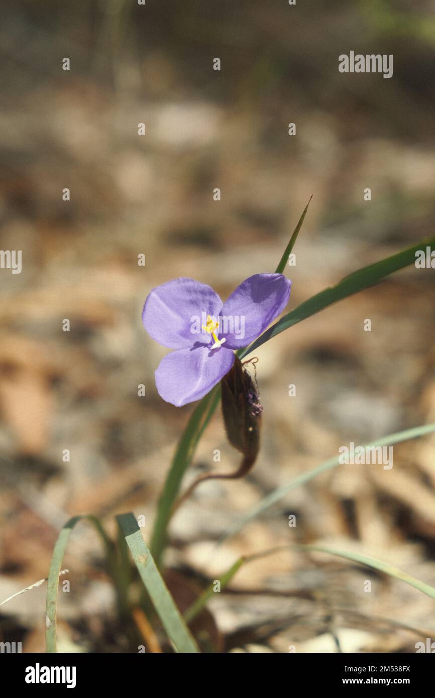 A vertical close-up of native iris (Patersonia) in sunlight Stock Photo