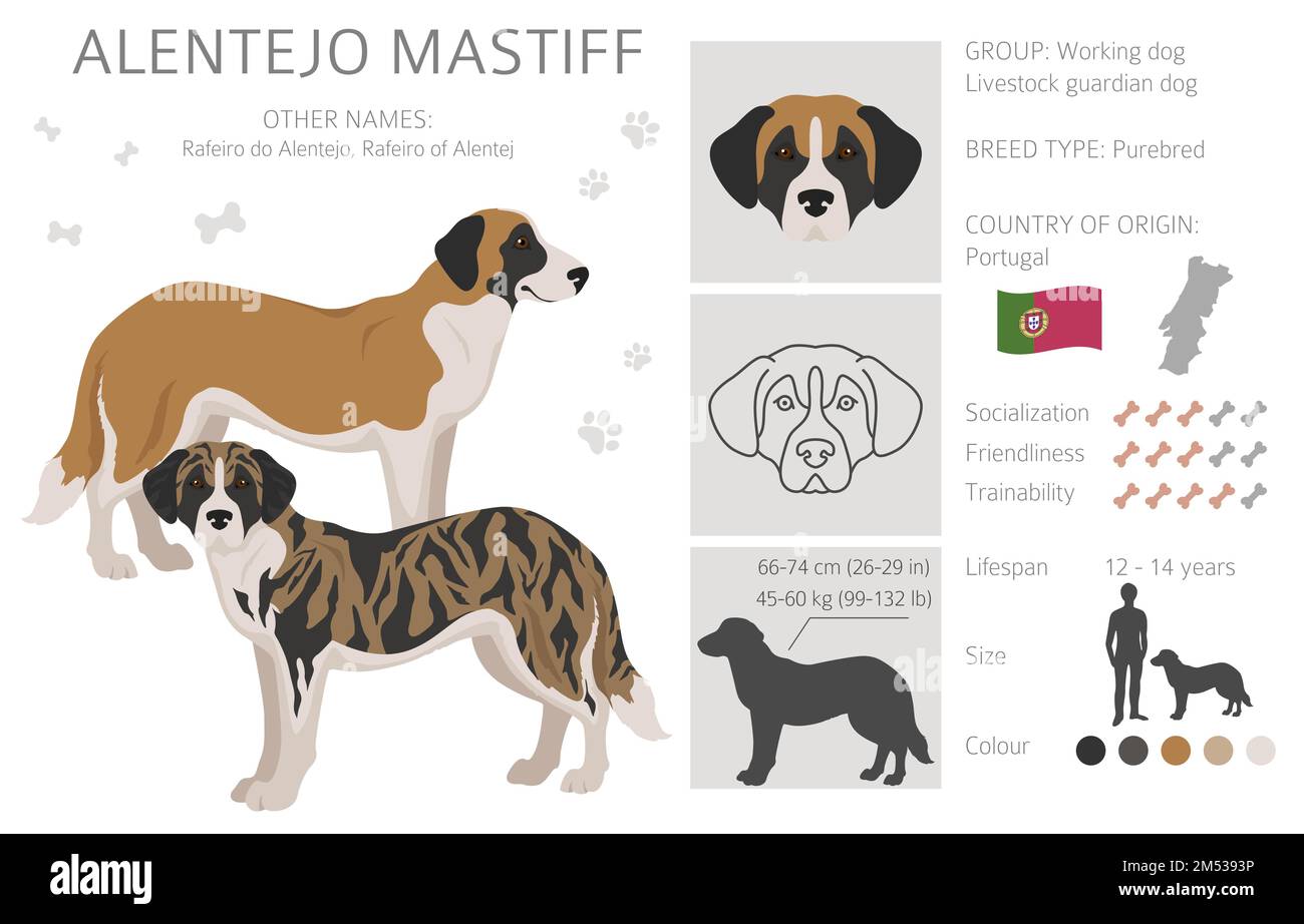Alentejo mastiff all colours clipart. Different coat colors set.  Vector illustration Stock Vector