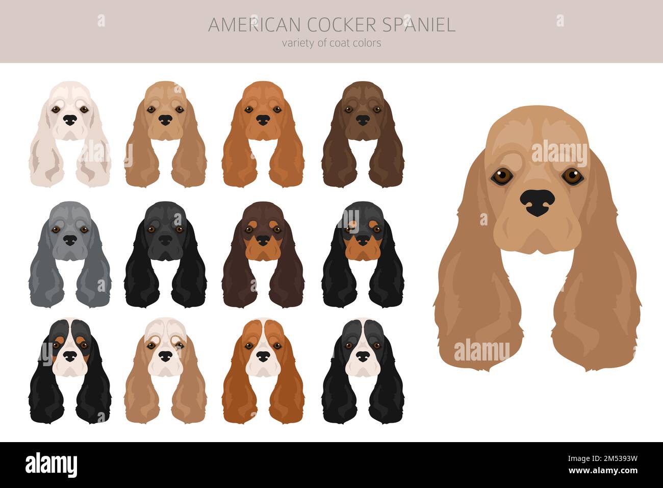 American cocker spaniel all coat colors clipart. All dog breeds infographic. Vector illustration