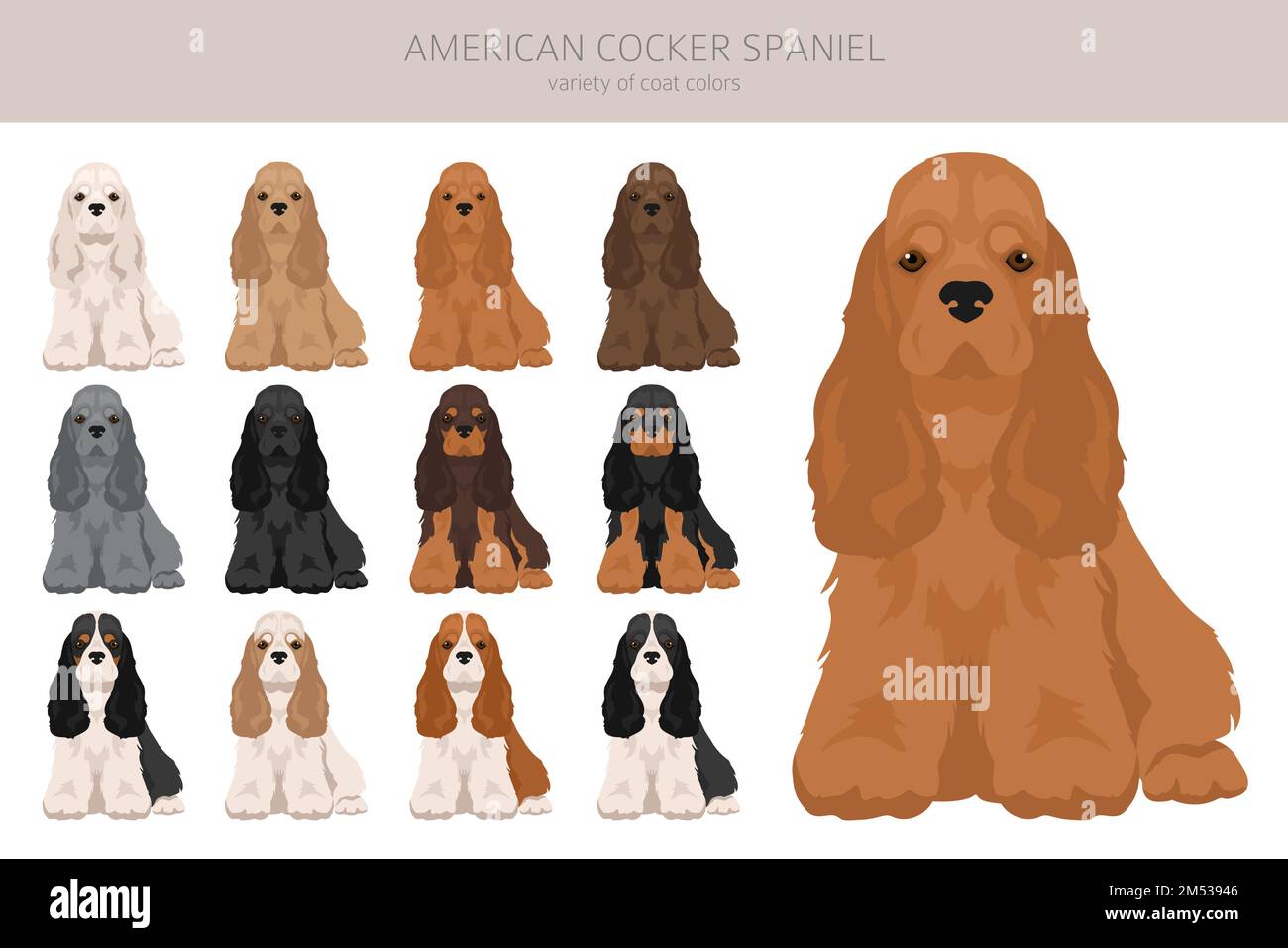 American cocker spaniel all coat colors clipart. All dog breeds