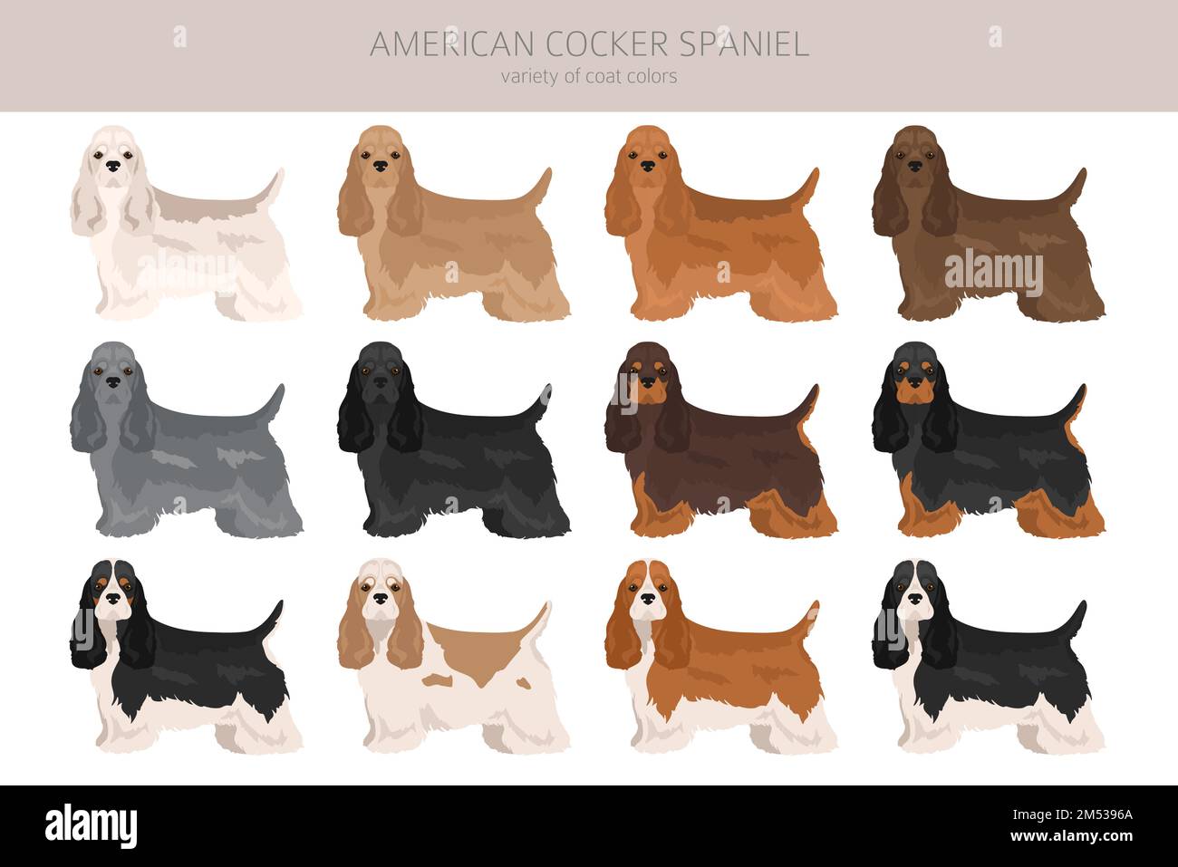 American cocker spaniel all coat colors clipart. All dog breeds infographic. Vector illustration