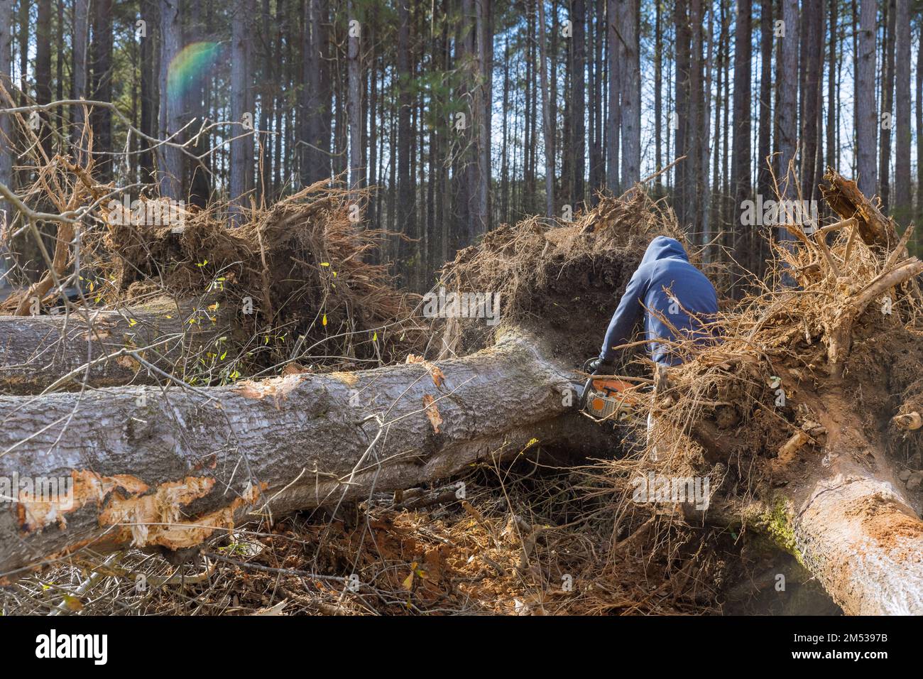Worker cutting down tree with chain saw destroying forest and causing