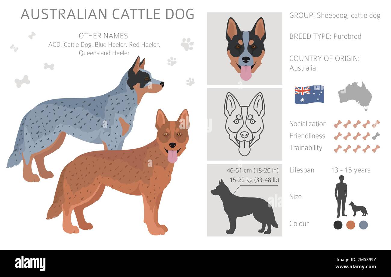 Red heeler best sale names
