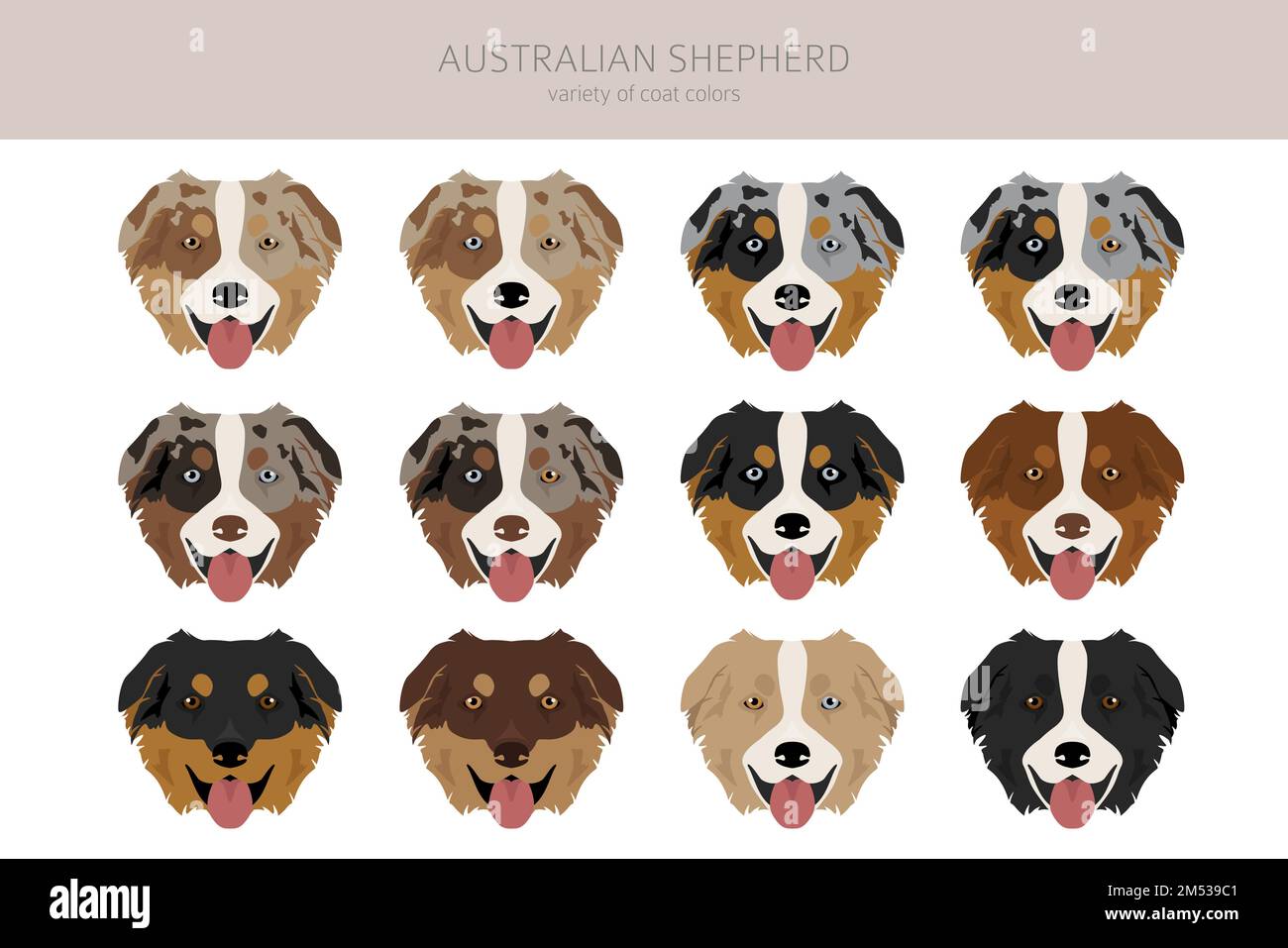 Australian shepherd clipart. Coat colors Aussie set.  All dog breeds characteristics infographic. Vector illustration Stock Vector