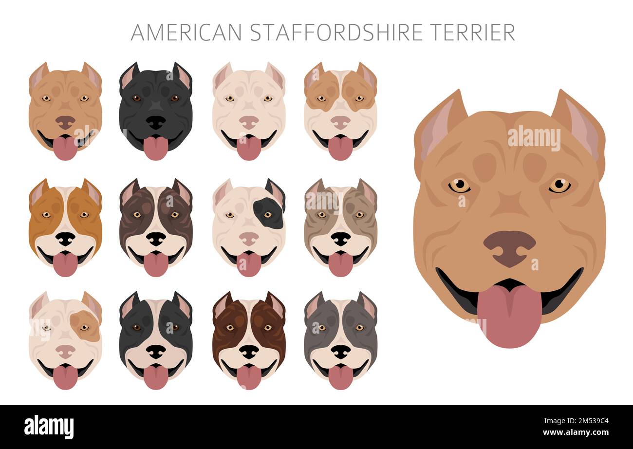 American Staffordshire Terrier Clipart Coat Colors Set All Dog Breeds American Staffordshire Terrier Clipart Coat Colors Set All Dog Breeds