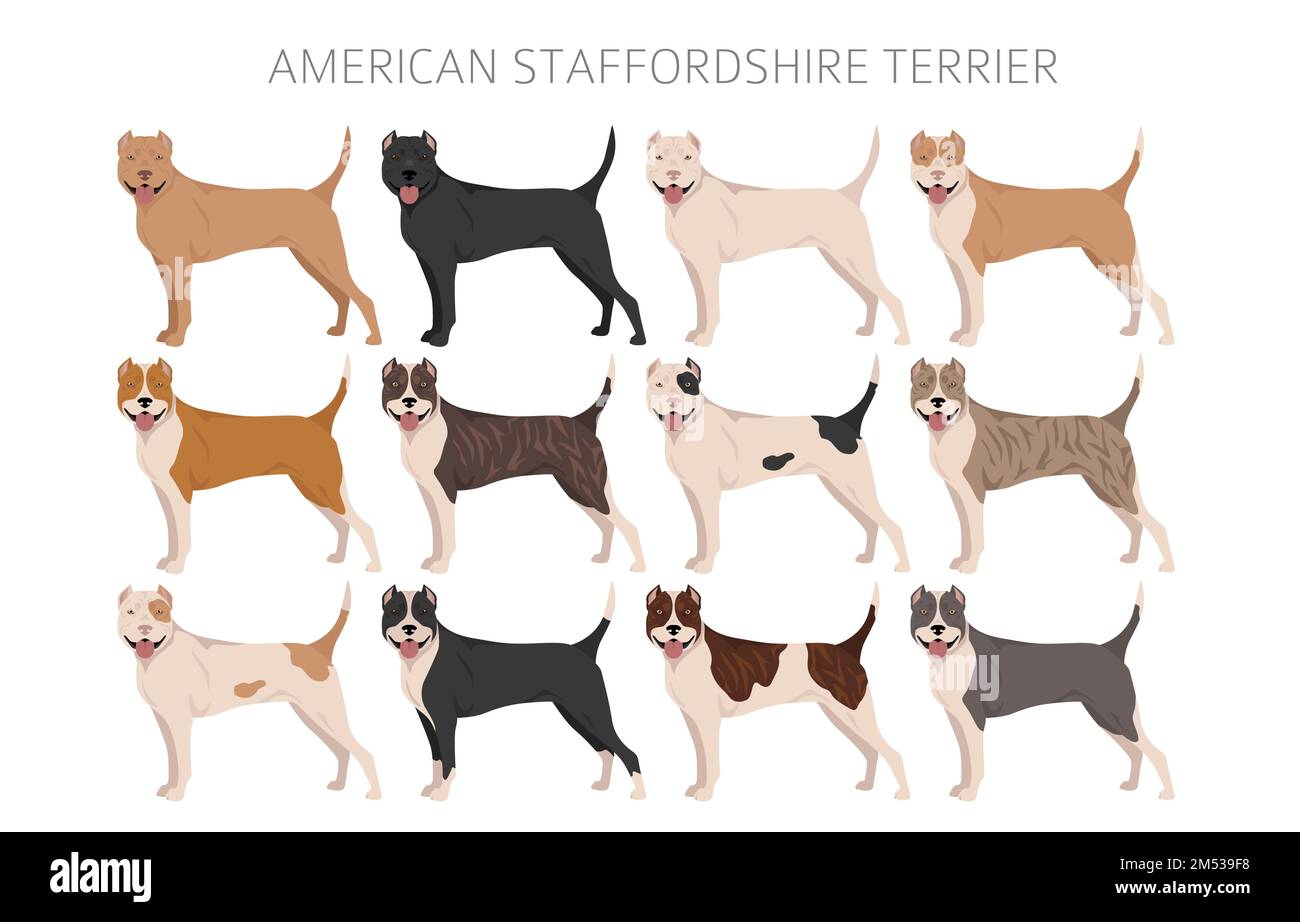 American Staffordshire Terrier Clipart Coat Colors Set All Dog Breeds American Staffordshire Terrier Clipart Coat Colors Set All Dog Breeds