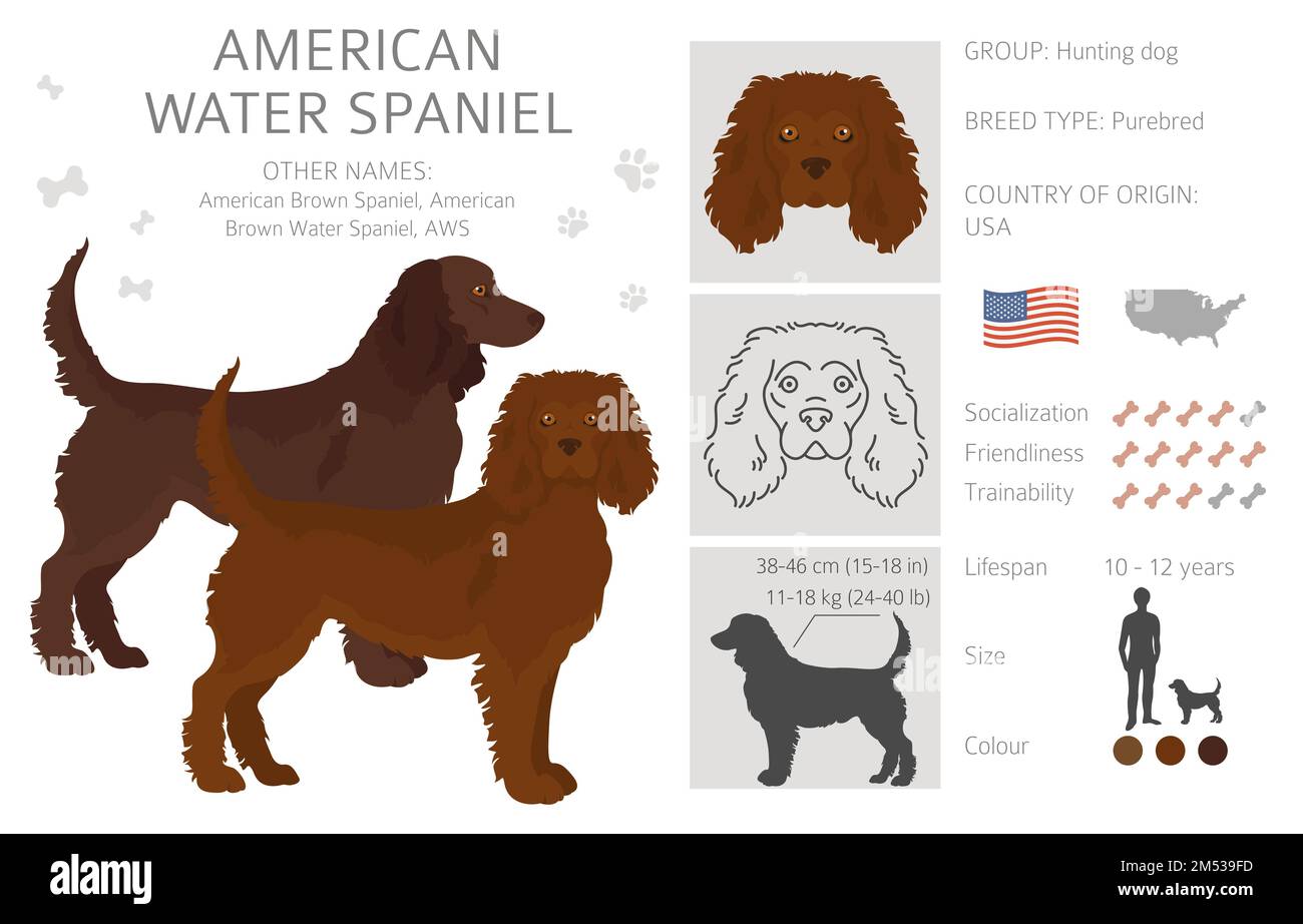 are there different types of water spaniels