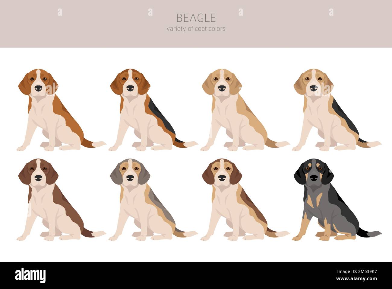 Beagle coat sale type
