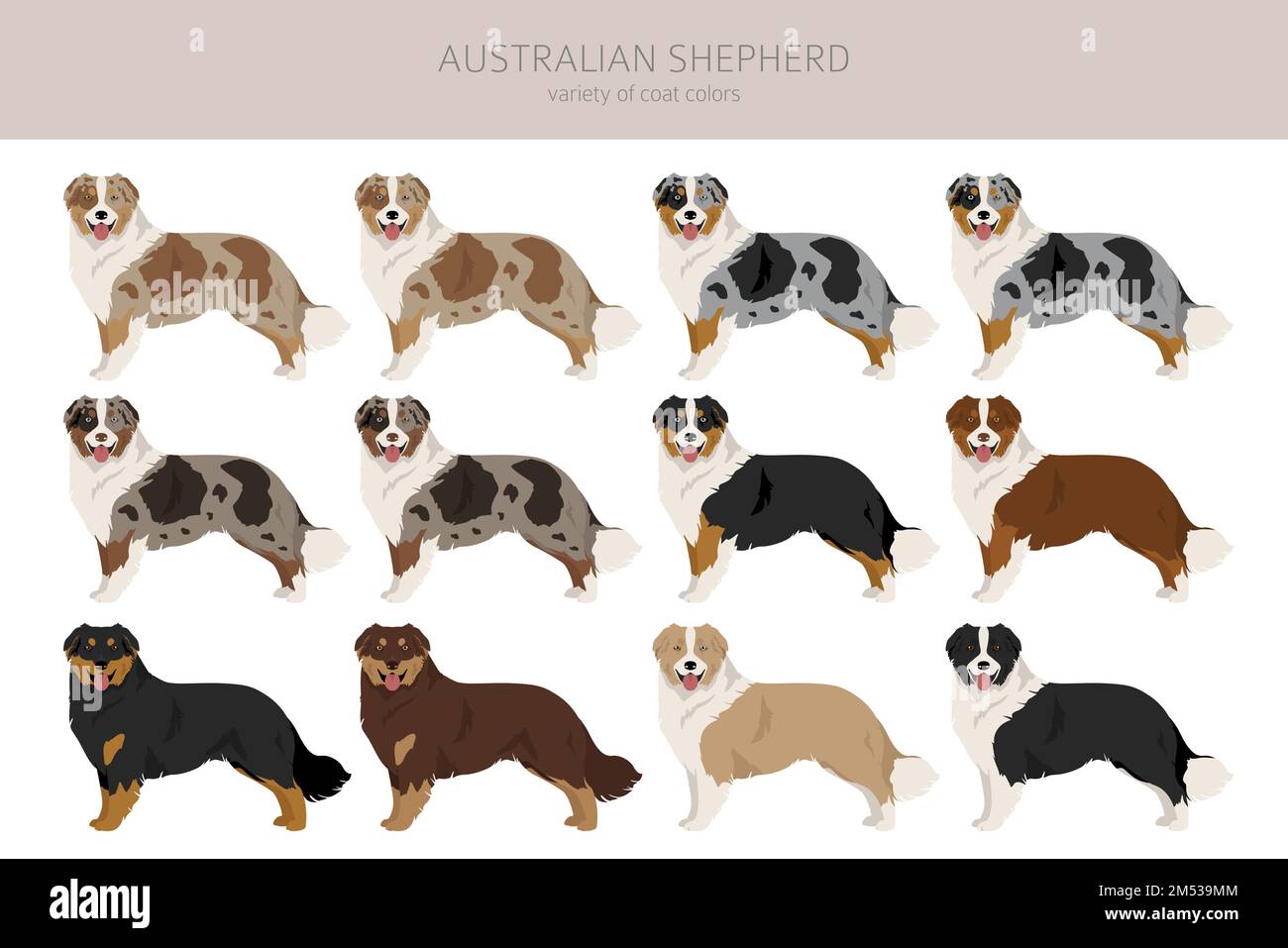 Australian Shepherd Clipart Coat Colors Aussie Set All Dog Breeds 