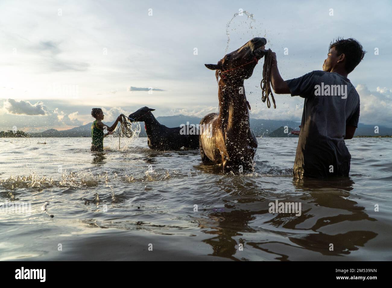 At sunset, two silhouettes of people cleaning racehorses on Lariti Beach, Bima district, West Nusa Tenggara. Bathing horses in sea water is thought to Stock Photo