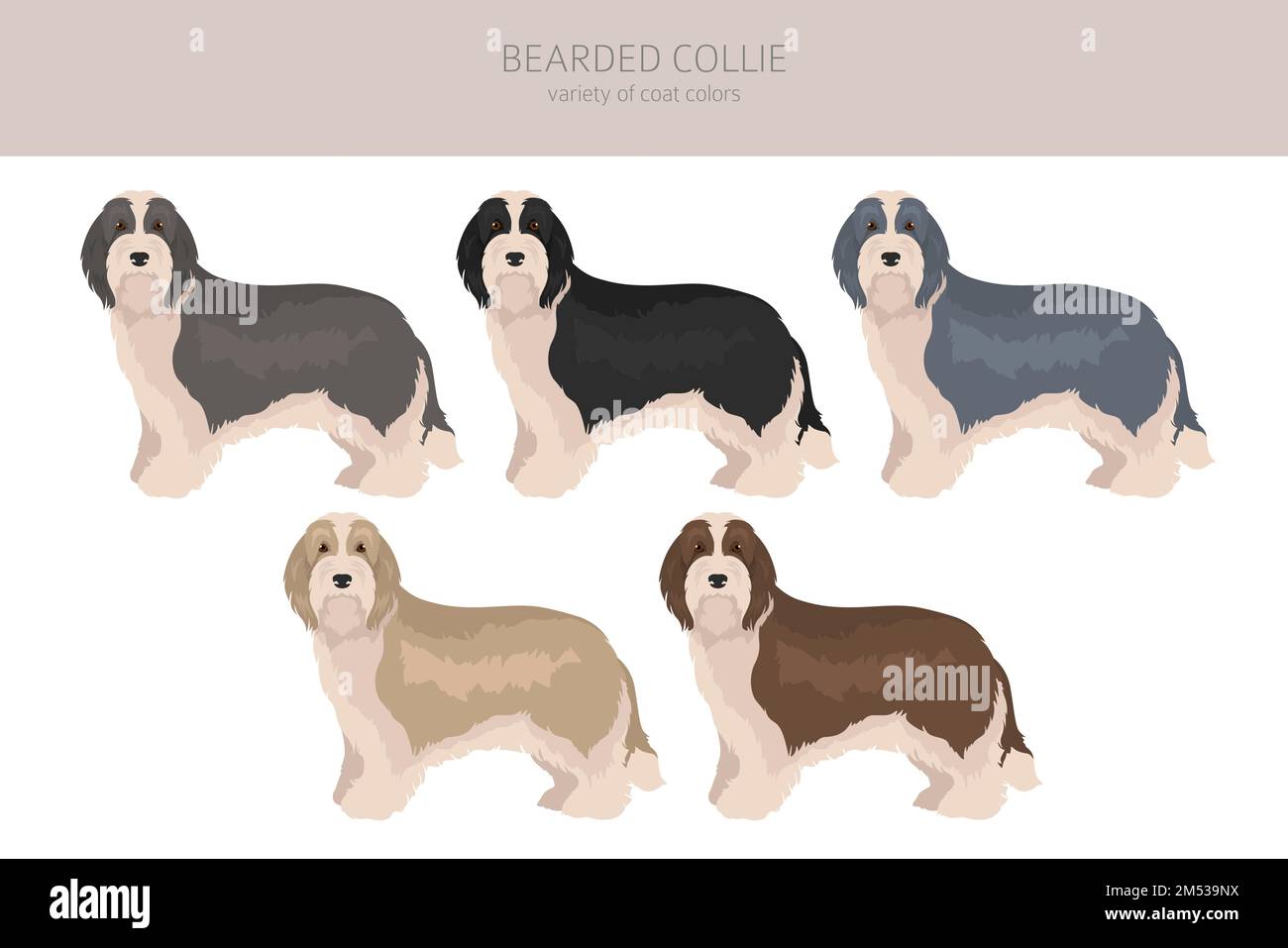 Bearded Collie dog clipart. All coat colors set.  Different position. All dog breeds characteristics infographic. Vector illustration Stock Vector